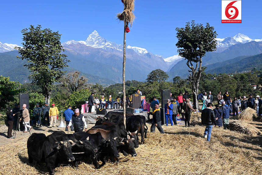 Pokhara_Dai_sidhakura10-1764398537.jpg
