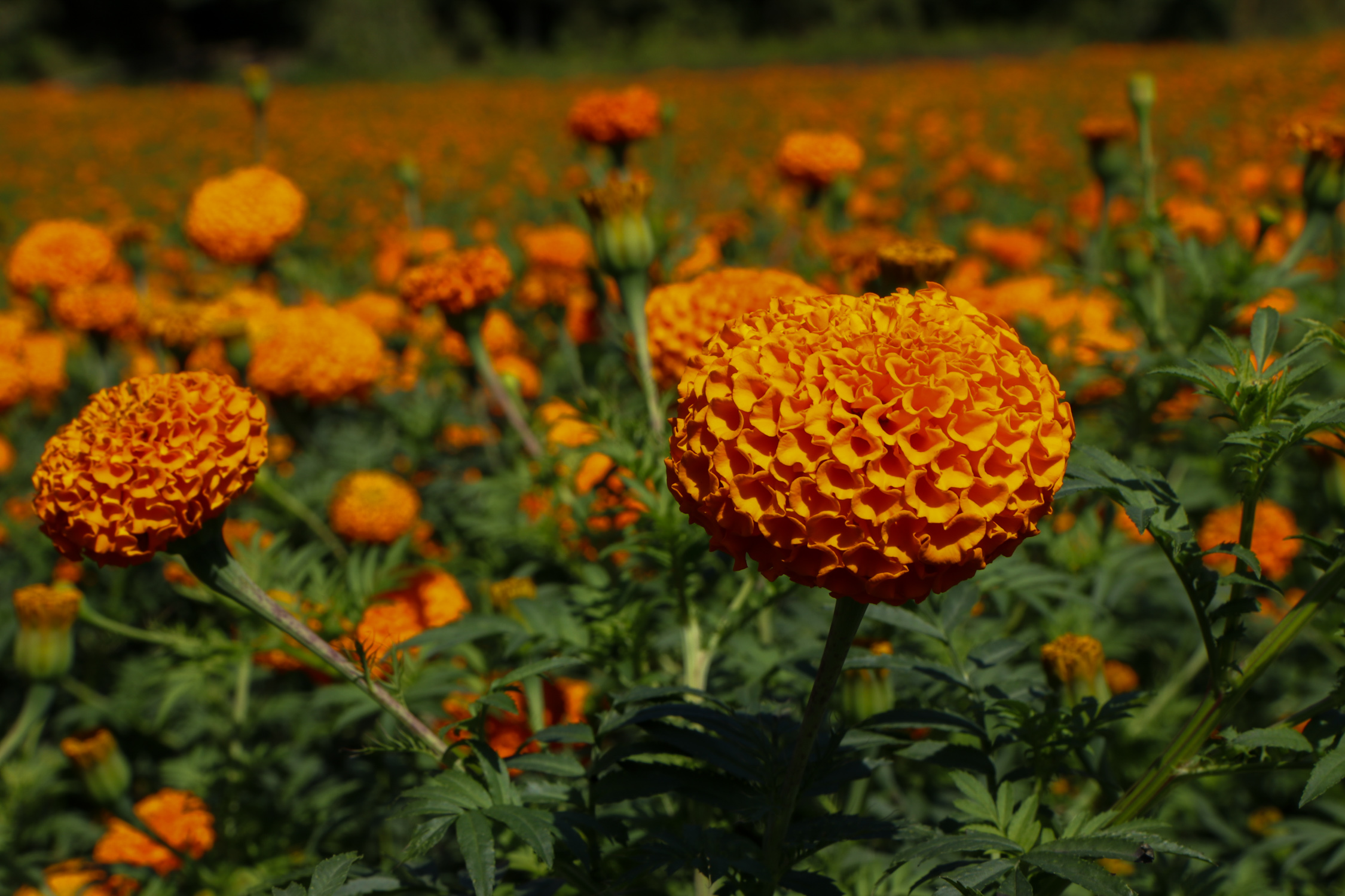 Sayapatri-Marigold-Flower-Tanahu-(2)-1793181264.JPG