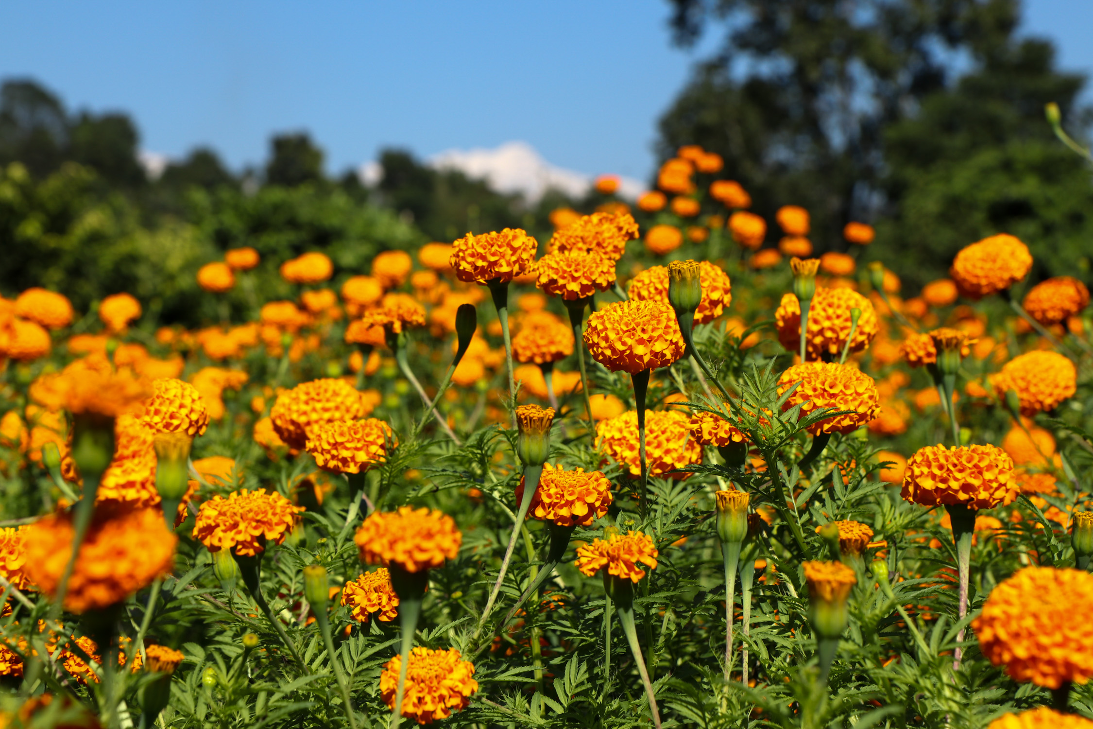 Sayapatri-Marigold-Flower-Tanahu-(3)-1793181264.JPG