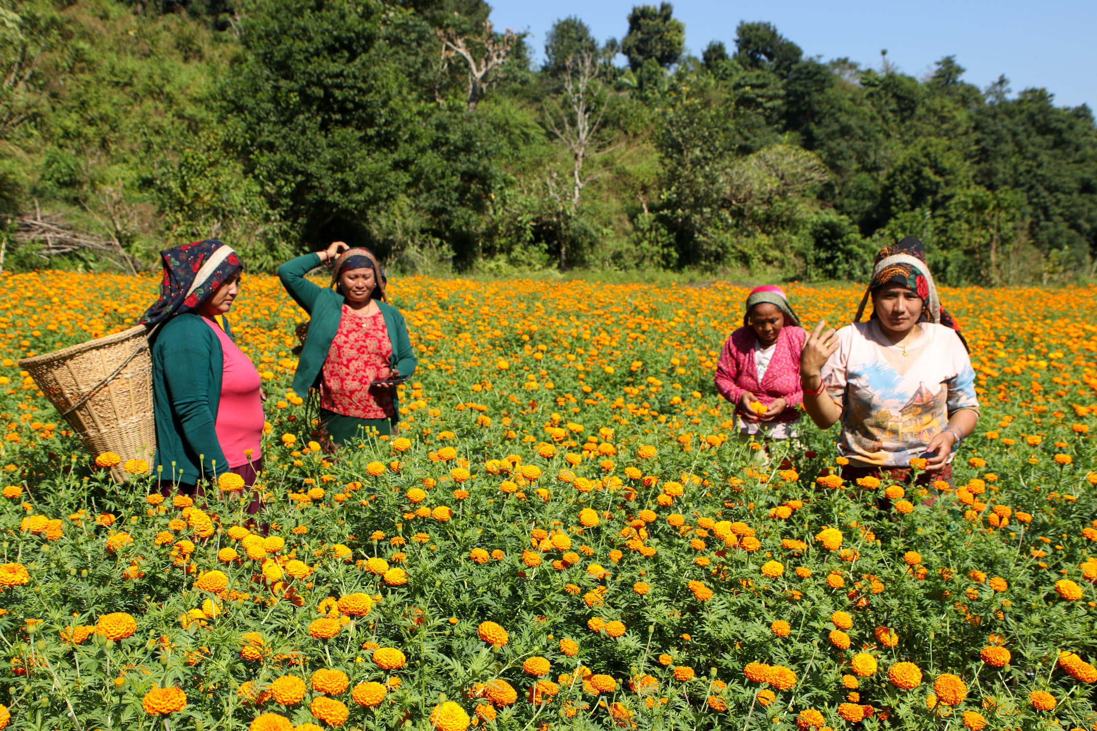 Sayapatri-Marigold-Flower-Tanahu-(4)-1793181265.JPG