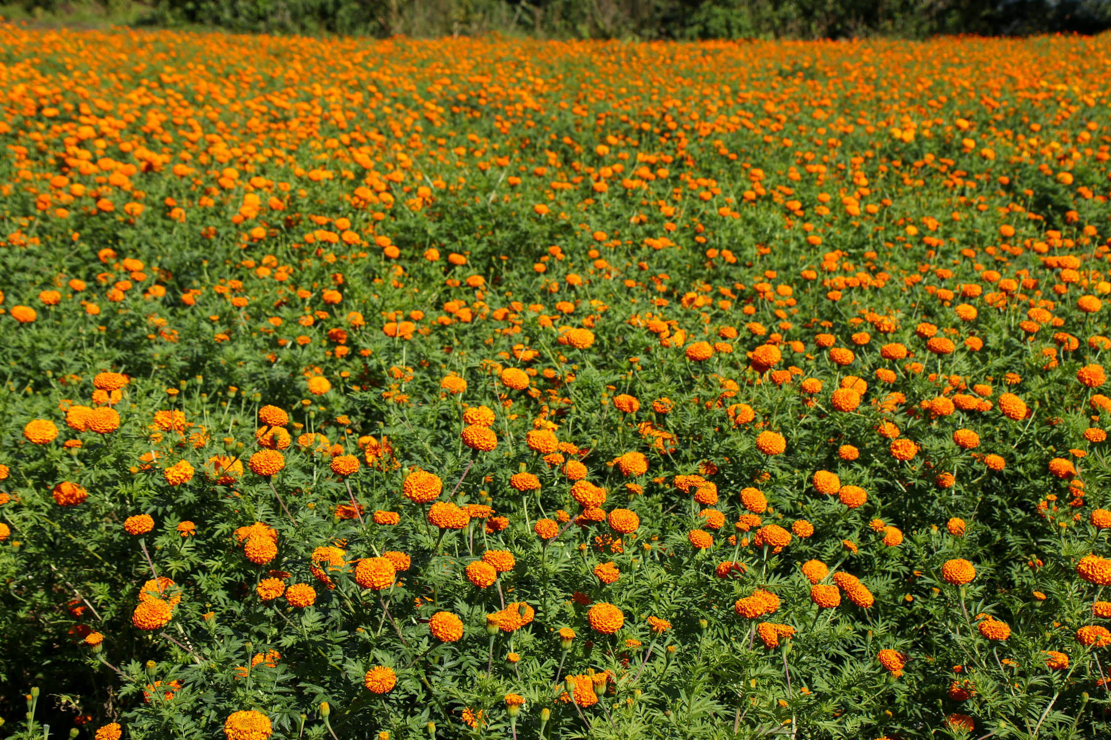 Sayapatri-Marigold-Flower-Tanahu-(5)-1793181265.JPG