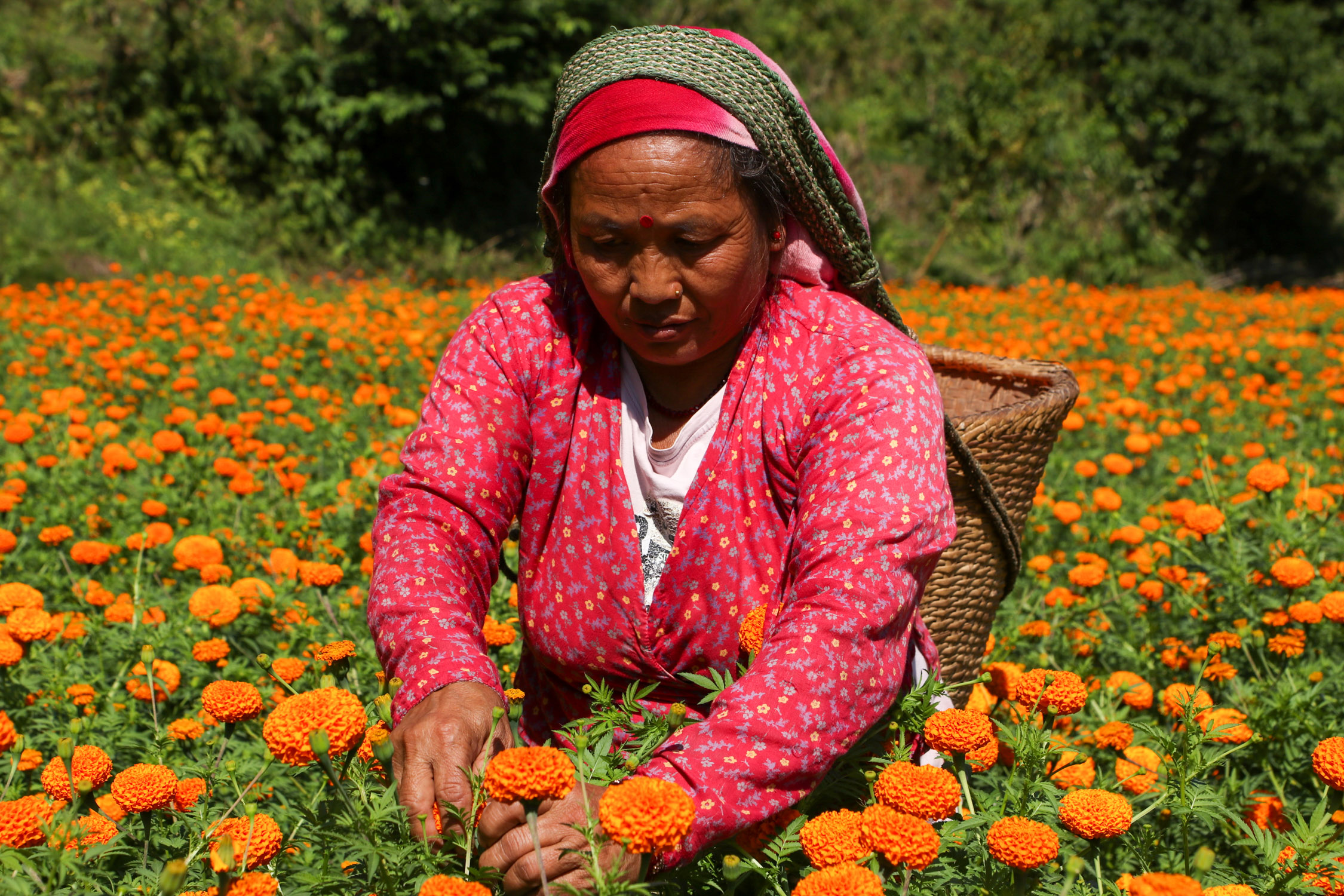 Sayapatri-Marigold-Flower-Tanahu-(6)-1793181267.JPG