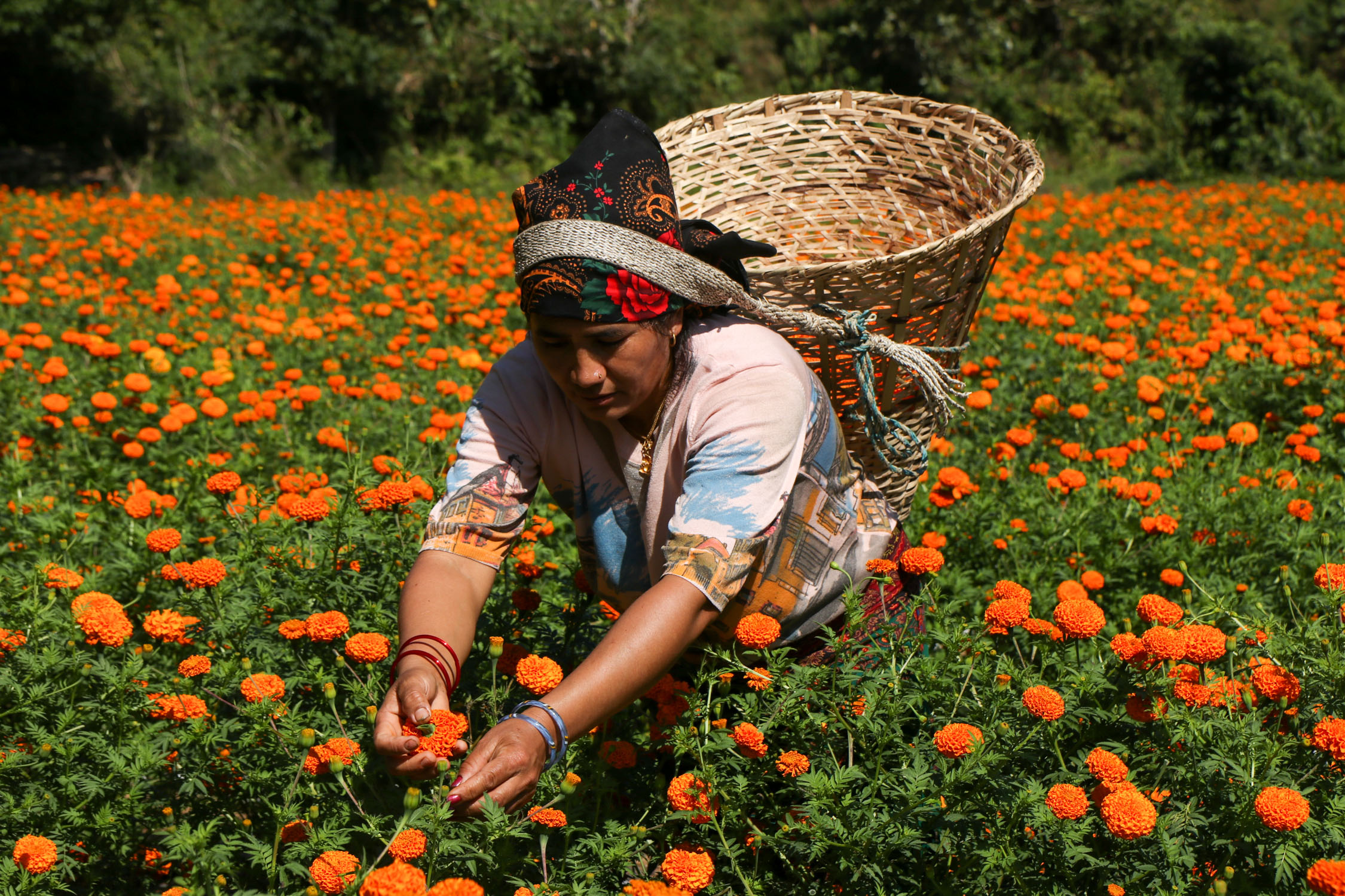 Sayapatri-Marigold-Flower-Tanahu-(7)-1793181267.JPG