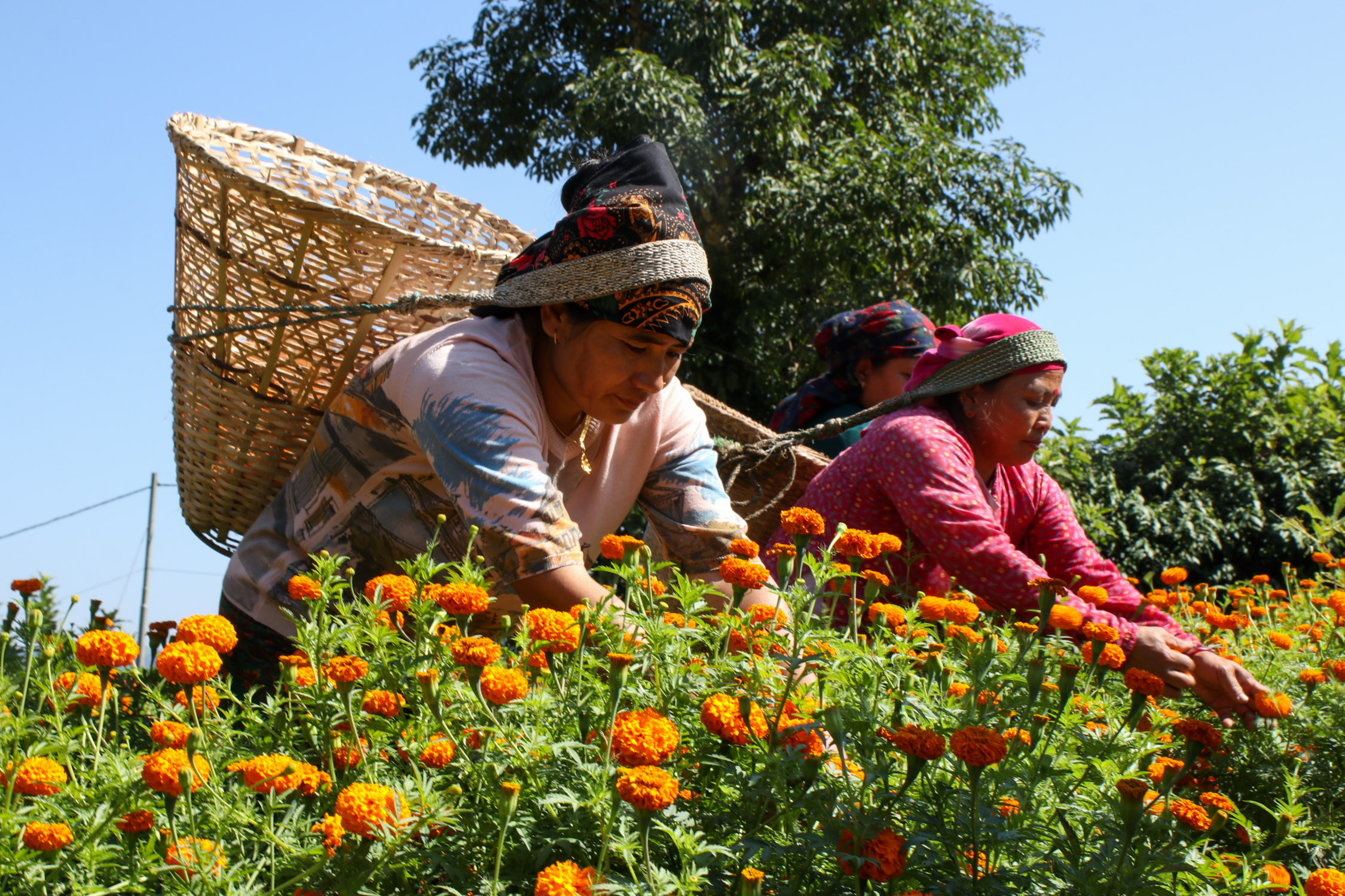 Sayapatri-Marigold-Flower-Tanahu-(8)-1793181268.JPG