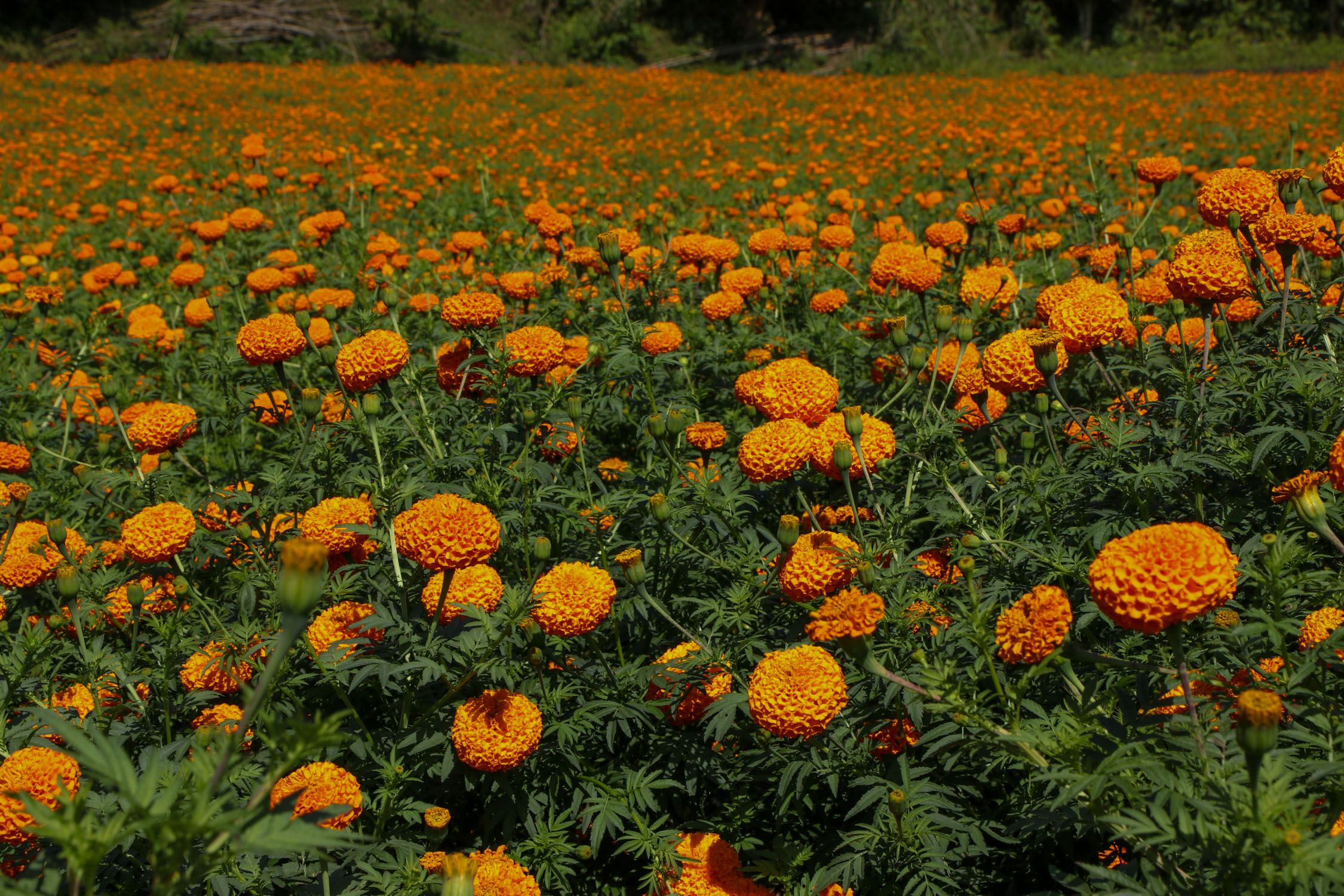 Sayapatri-Marigold-Flower-Tanahu_NPL_BinodDhungana-(12)-1793181263.JPG