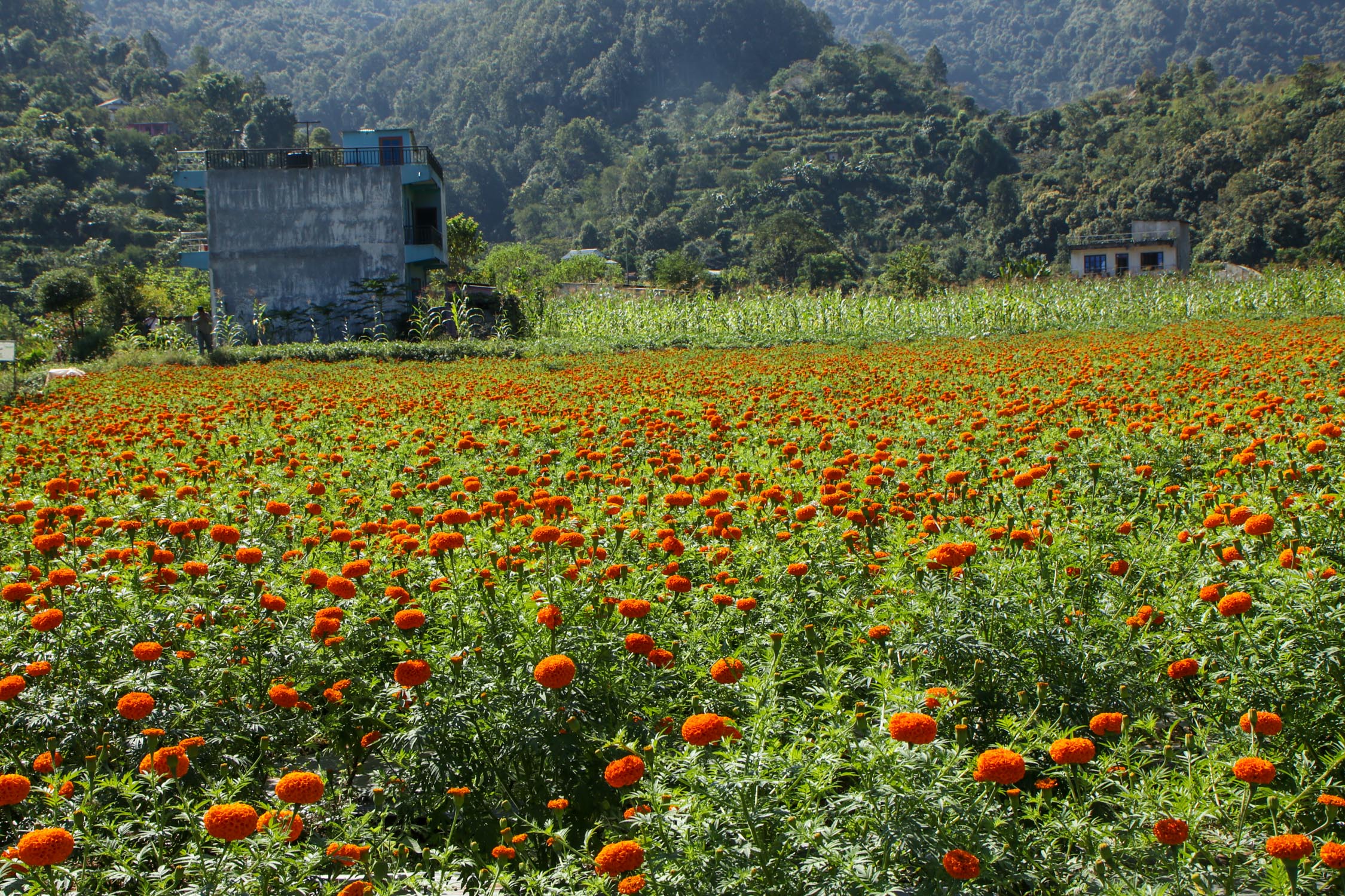 Sayapatri-Marigold-Flower-Tanahu_NPL_BinodDhungana-(13)-1793181263.JPG