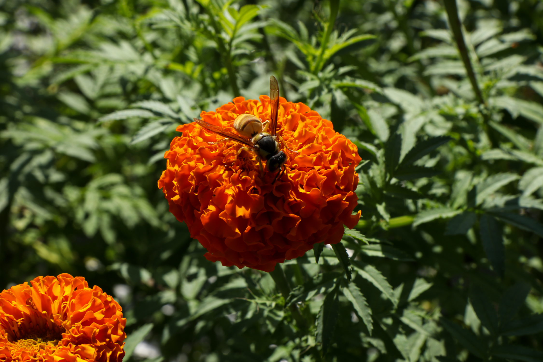 Sayapatri-Marigold-Flower-Tanahu_NPL_BinodDhungana-(14)-1793181262.JPG