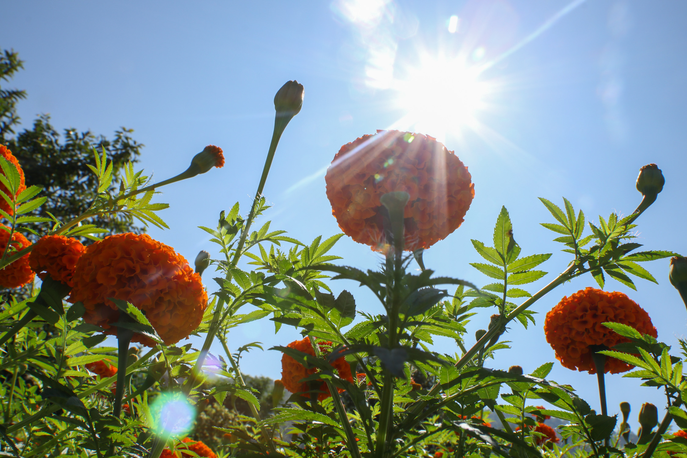 Sayapatri-Marigold-Flower-Tanahu_NPL_BinodDhungana-(15)-1793181261.JPG
