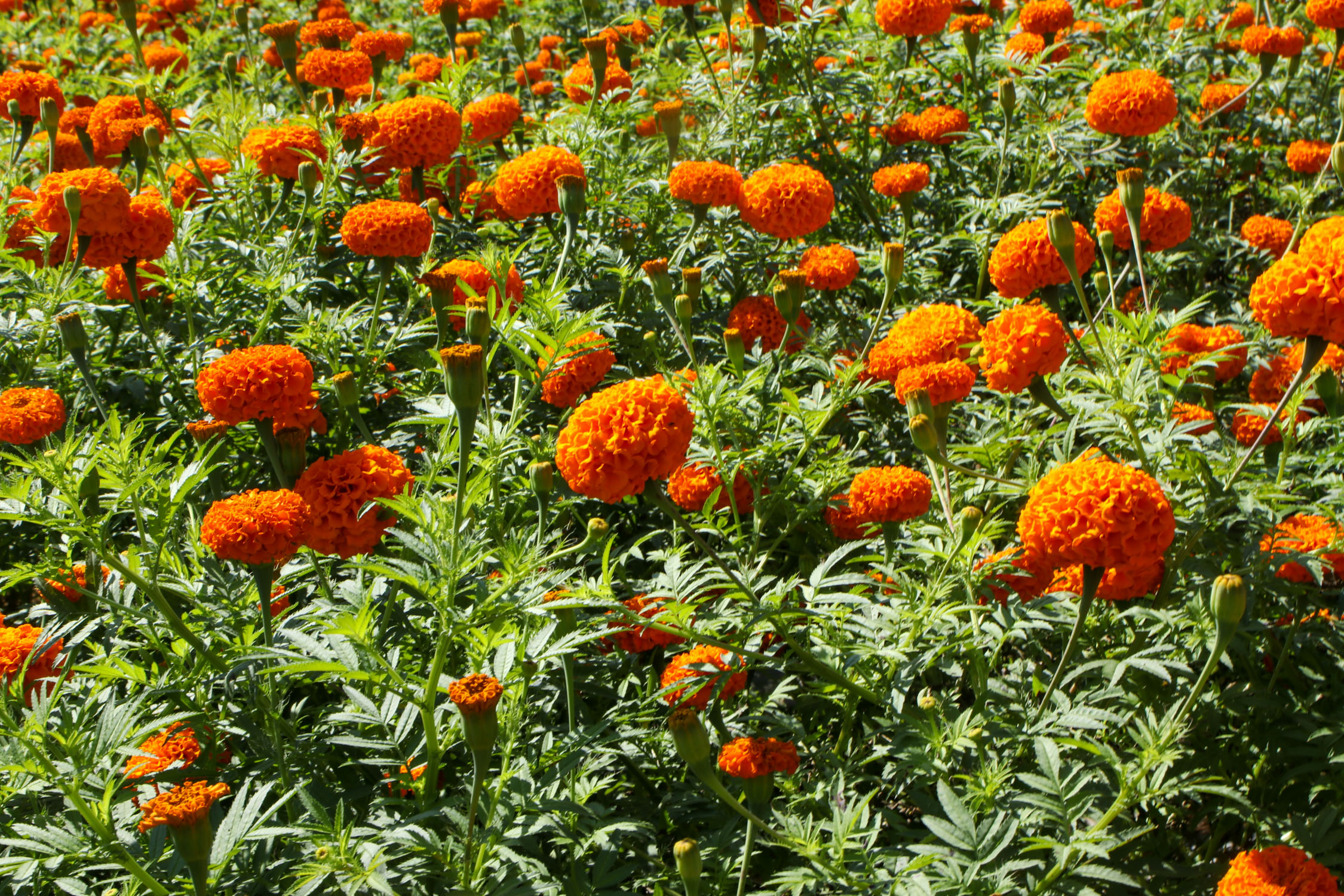 Sayapatri-Marigold-Flower-Tanahu_NPL_BinodDhungana-(16)-1793181262.JPG