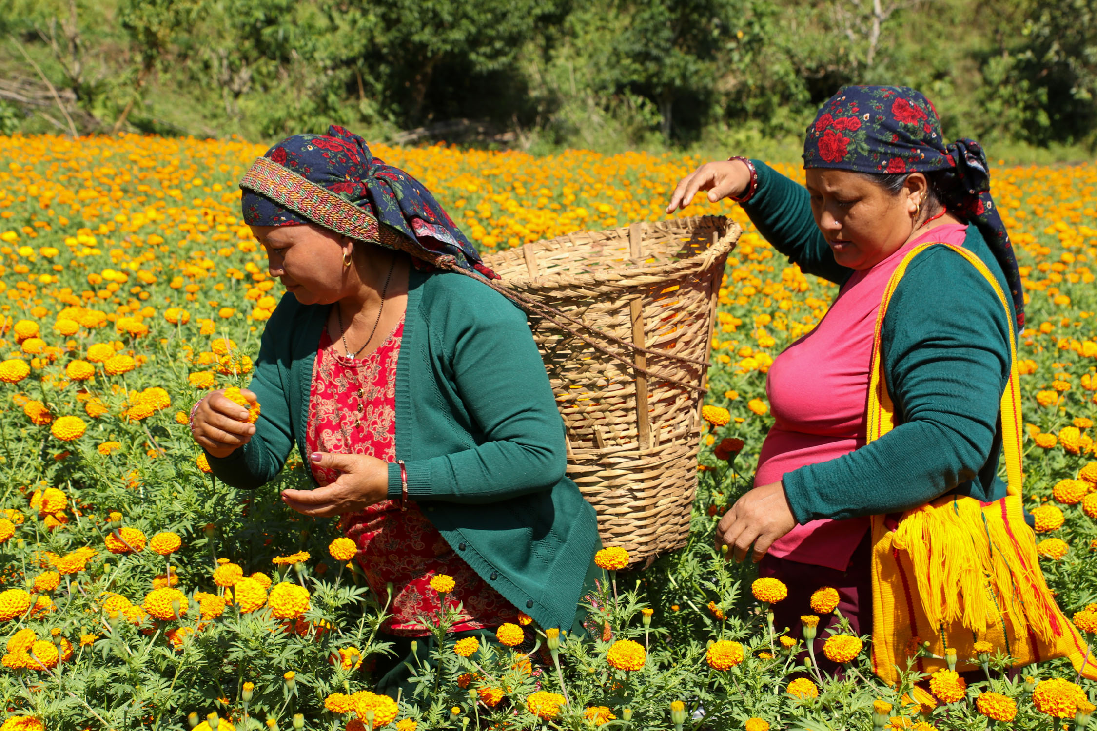 Sayapatri-Marigold-Flower-Tanahu_NPL_BinodDhungana-(3)-1793181261.JPG