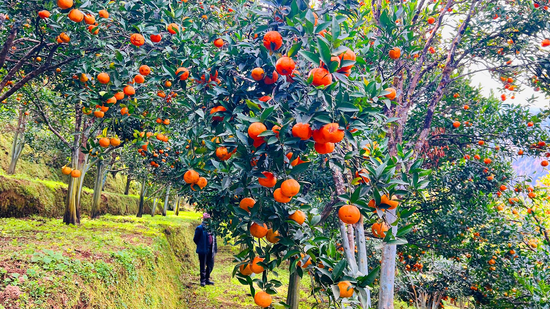 बागलुङमा झण्डै २७ करोडको सुन्तला उत्पादन