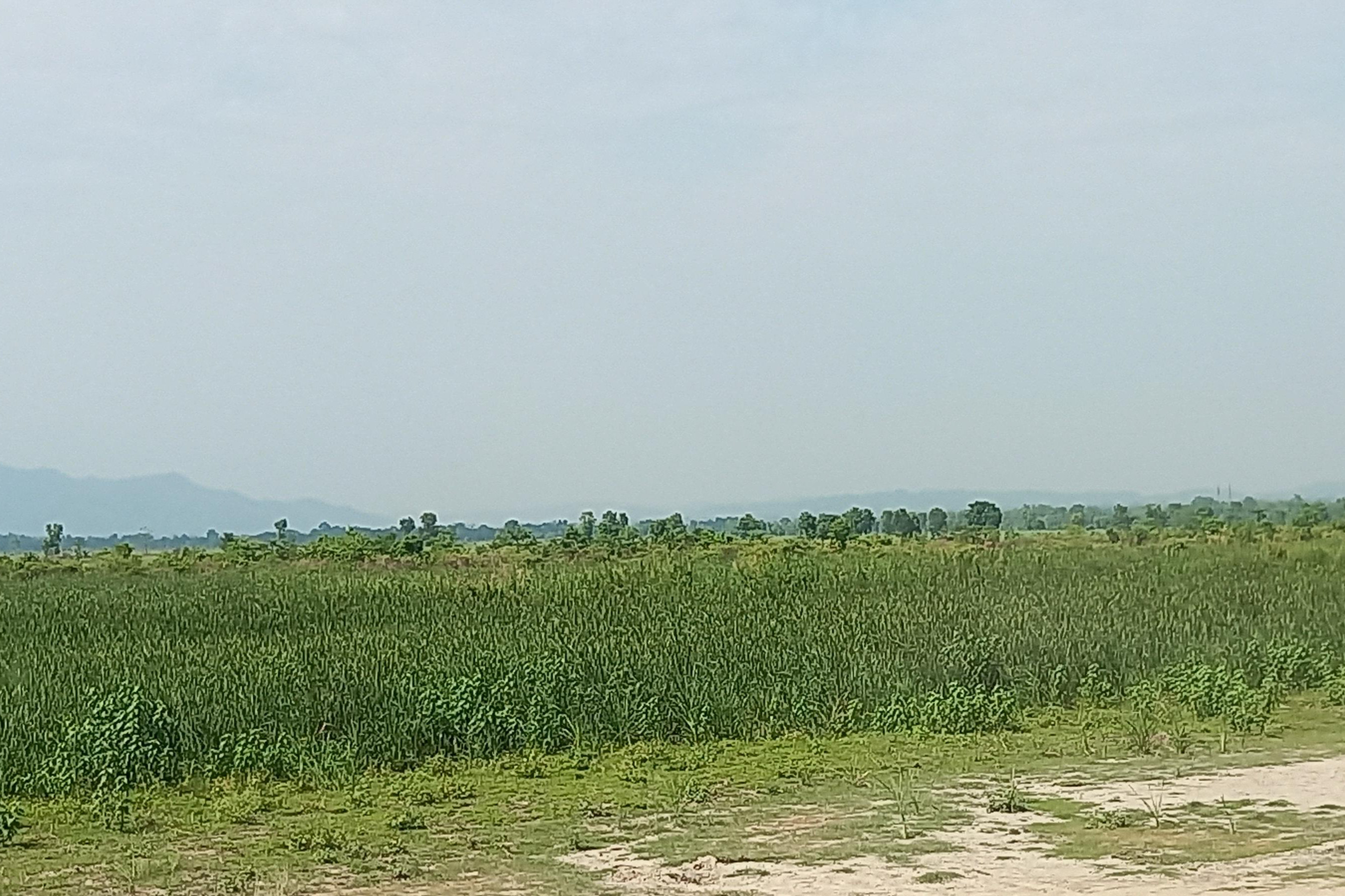 Susta_-1365-1780379614.jpg
