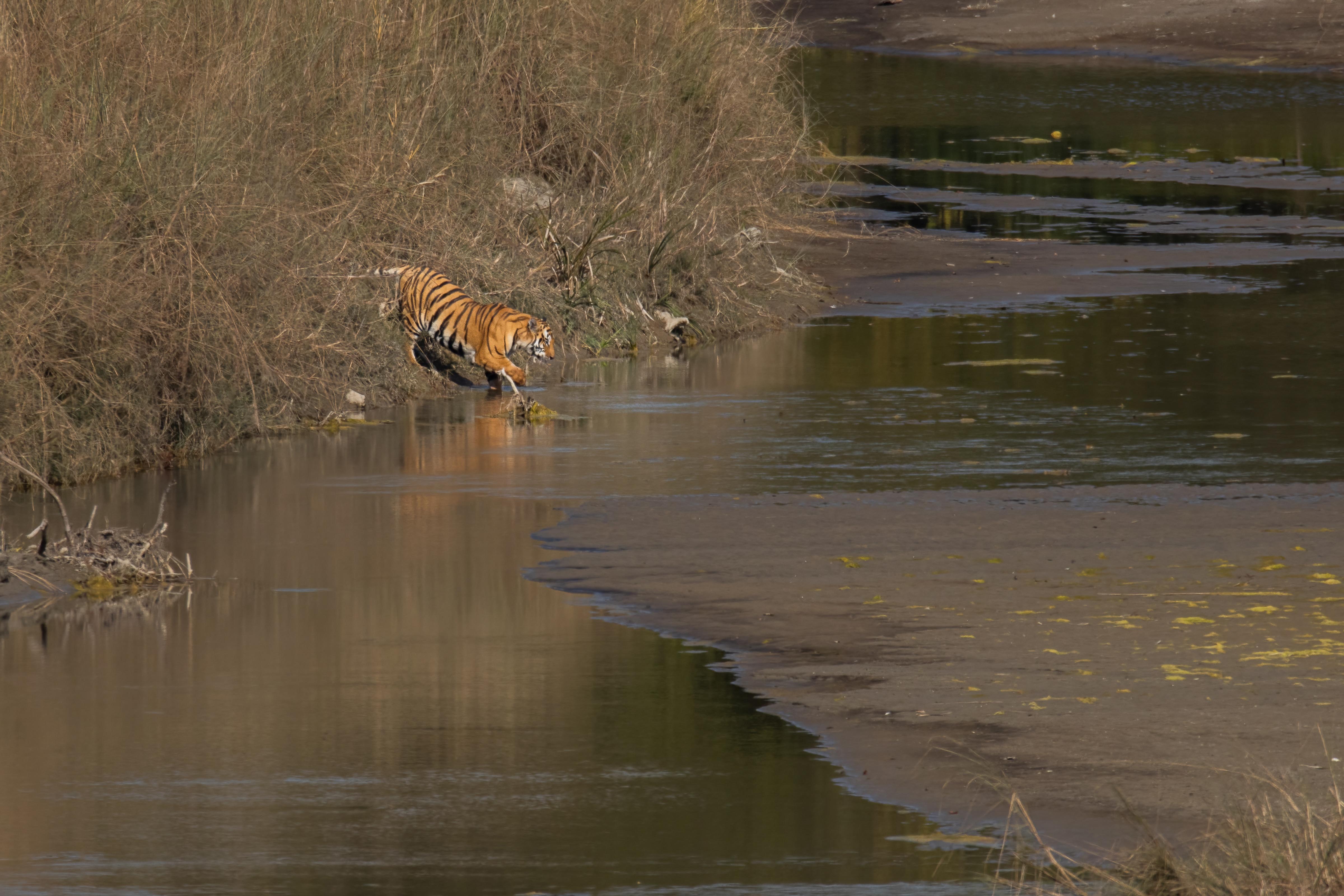 Tiger-_-123-1785298765.jpg