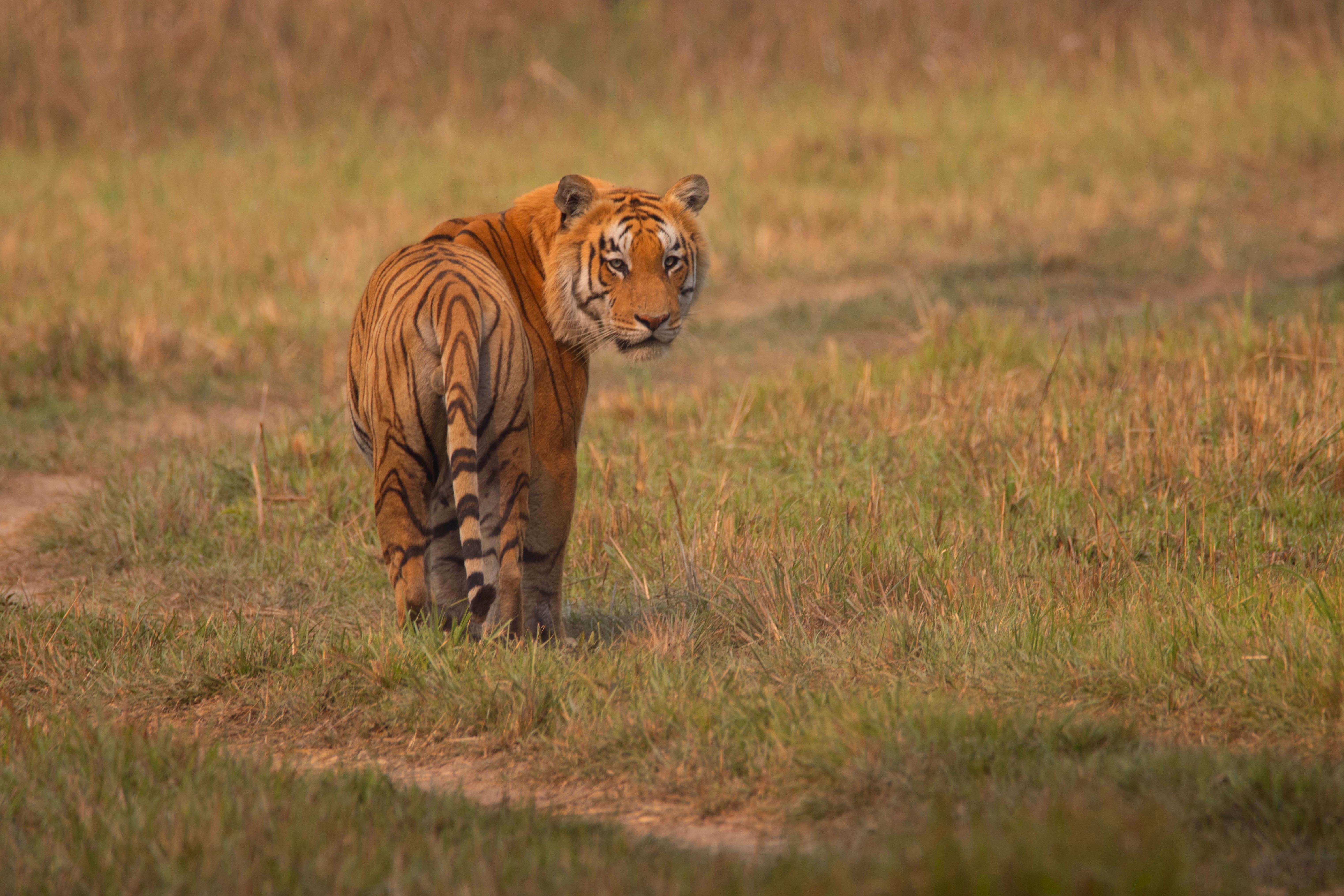 Tiger-_-124-1785298765.jpg