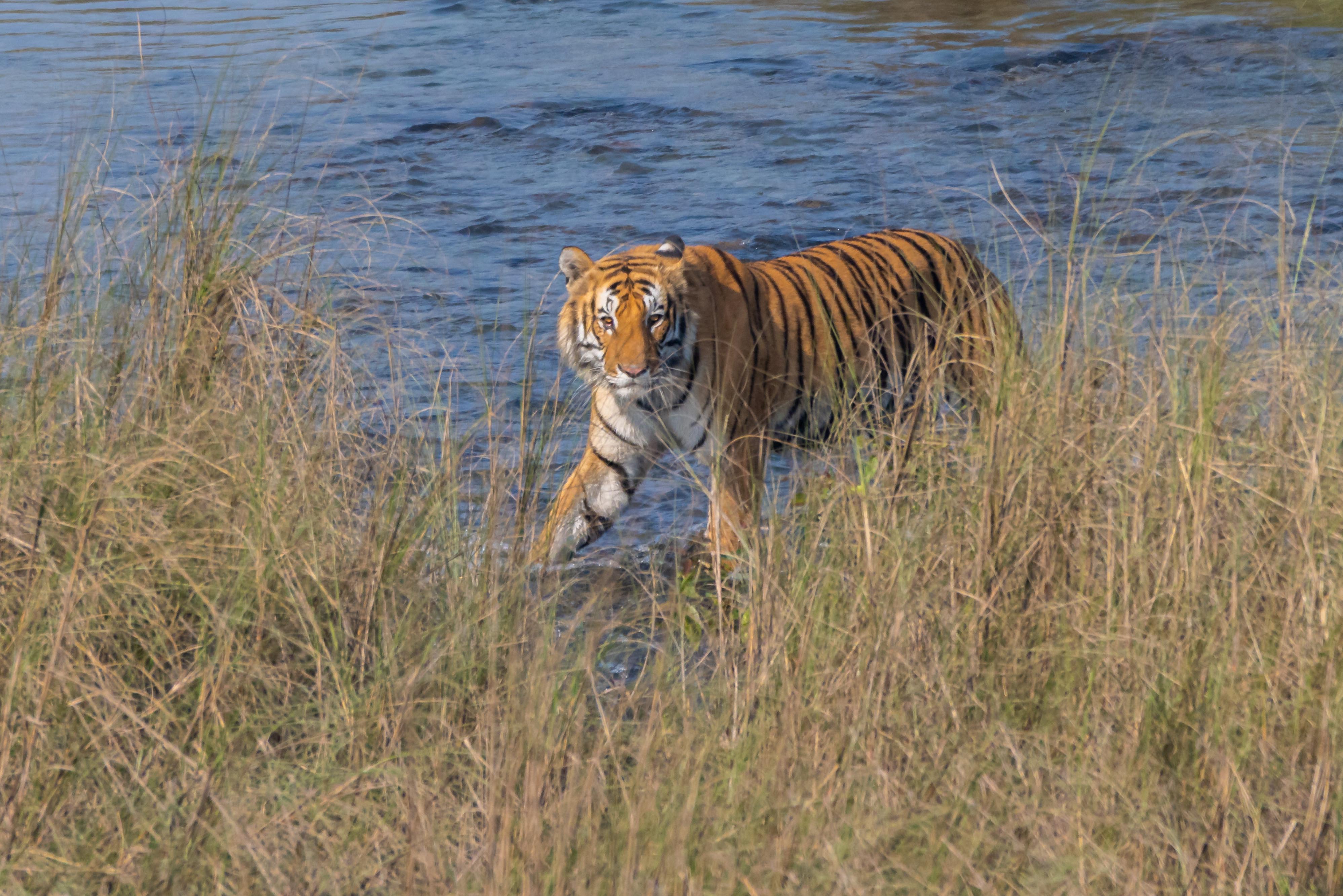 Tiger-_-125-1785298769.jpg