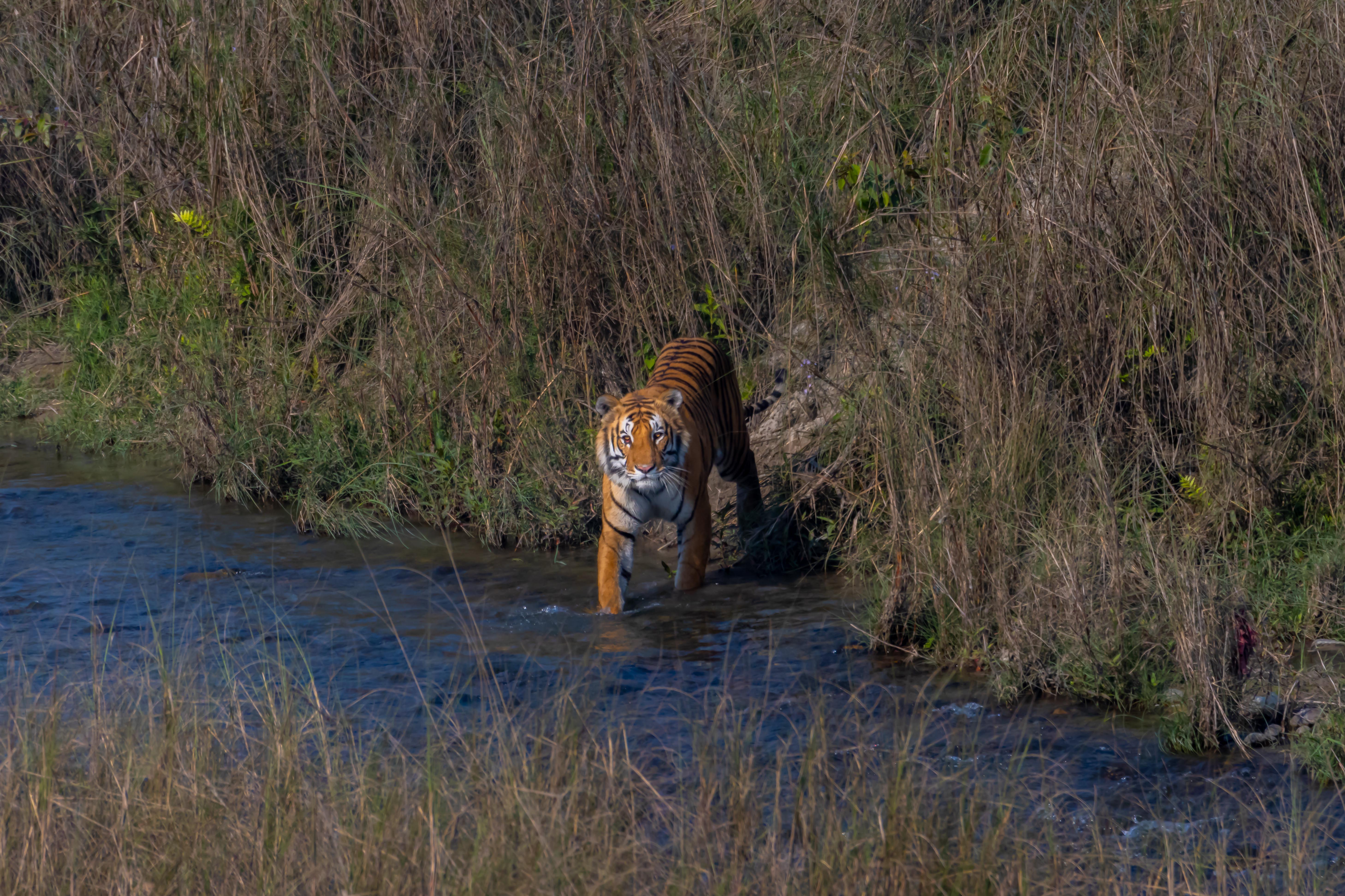 Tiger-_-126-1785298771.jpg