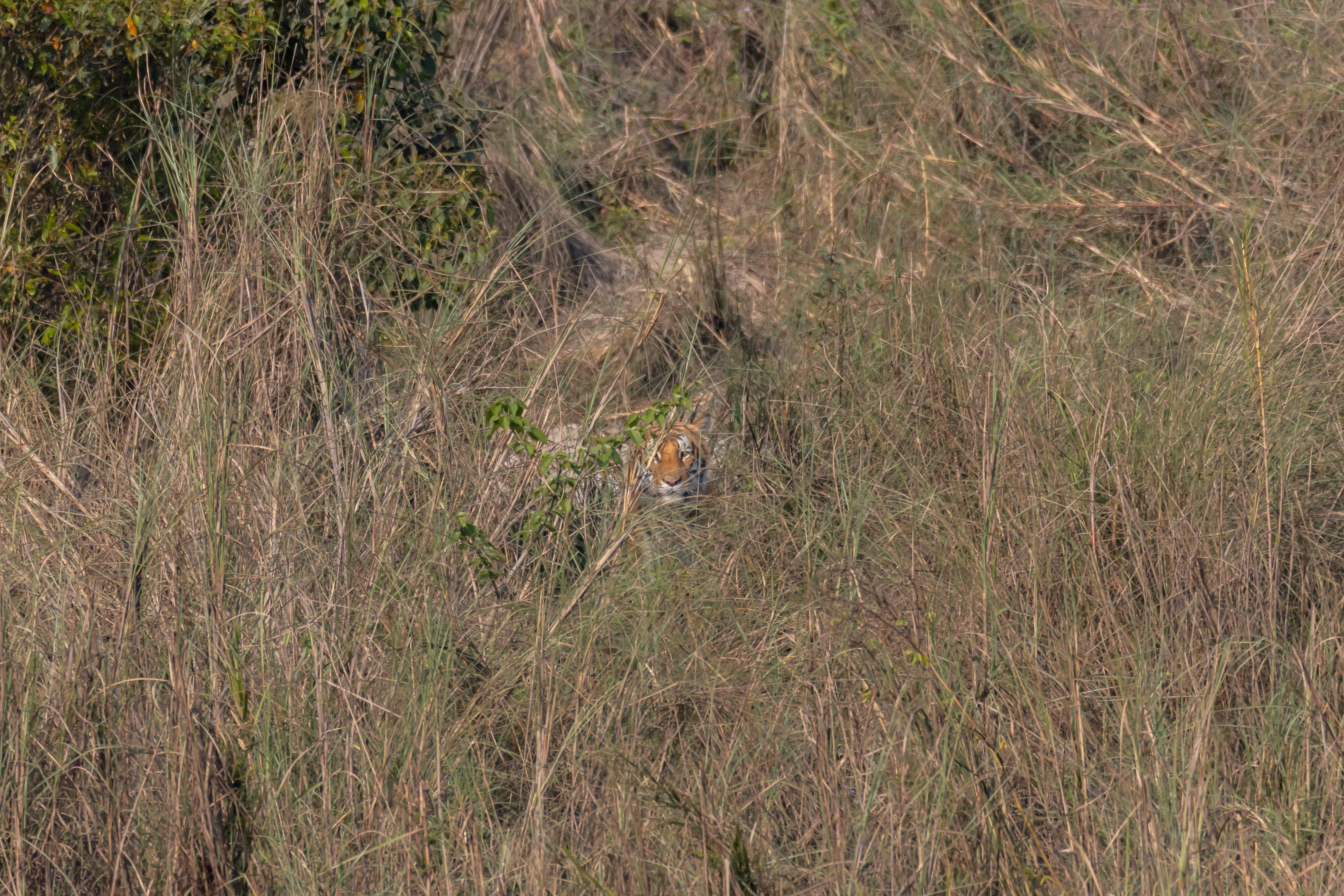 Tiger-_-127-1785298772.jpg