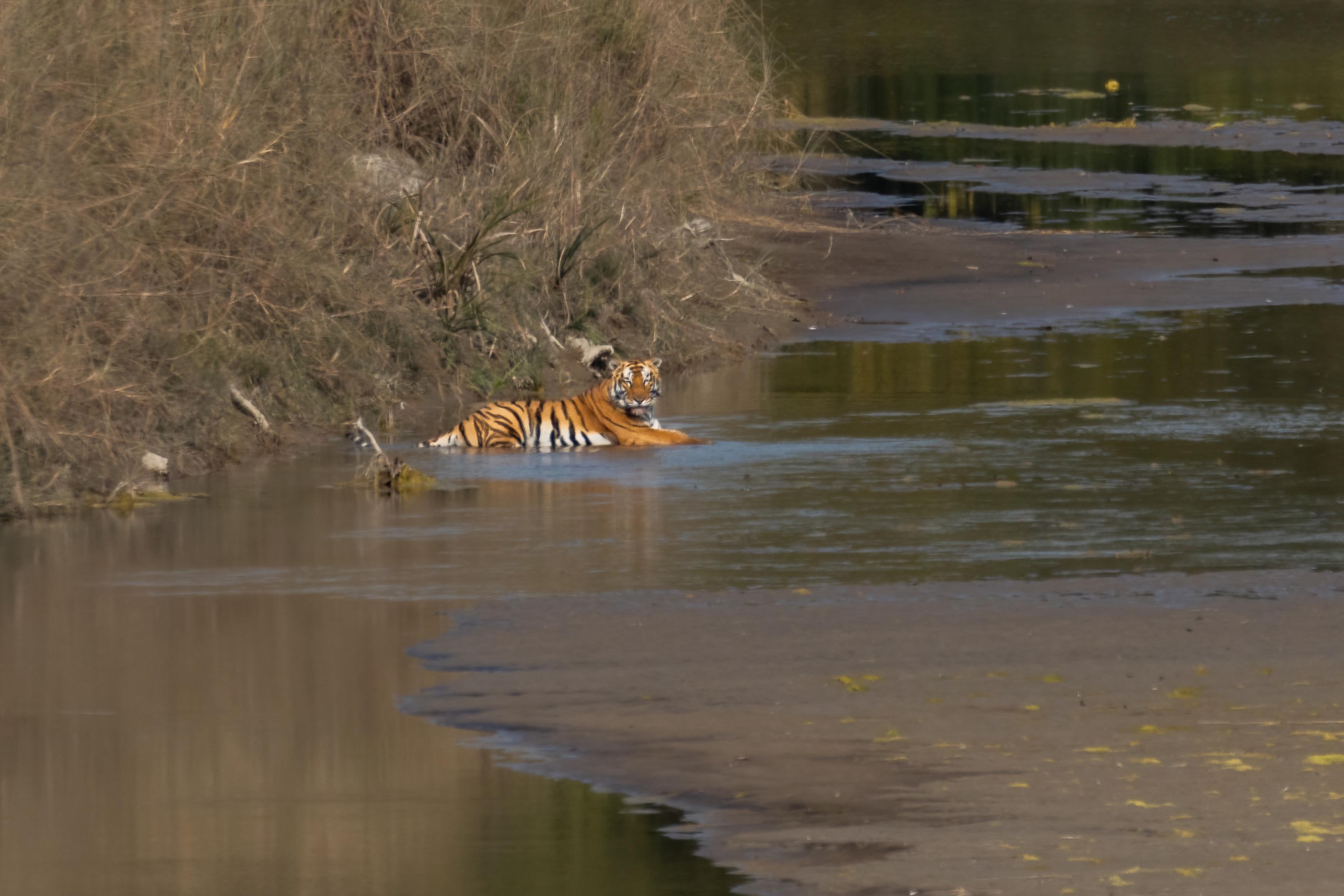 Tiger-_-128-1785298777.jpg