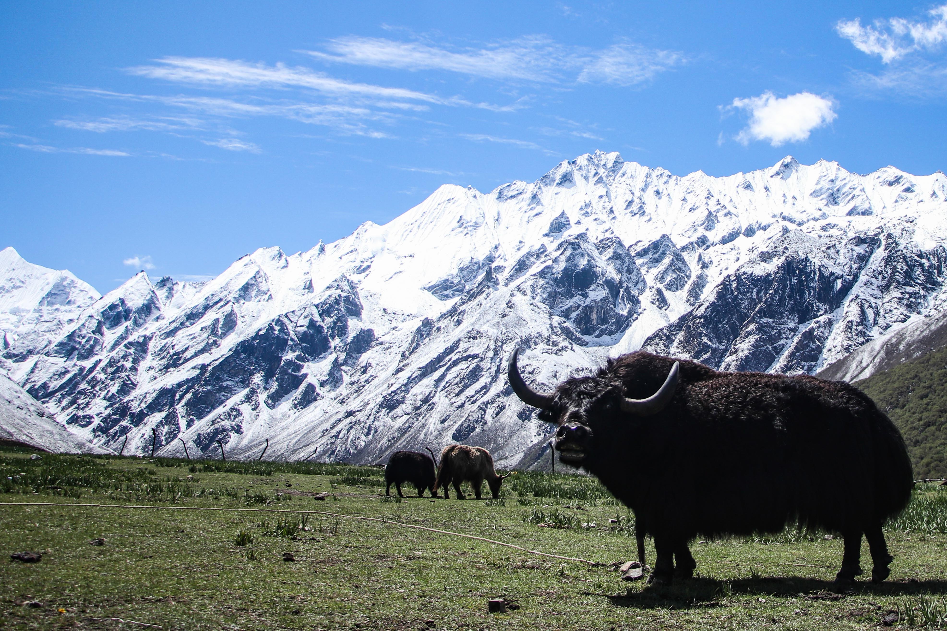 Yak-Cheese-Langtang_-1833-1781322670.jpg