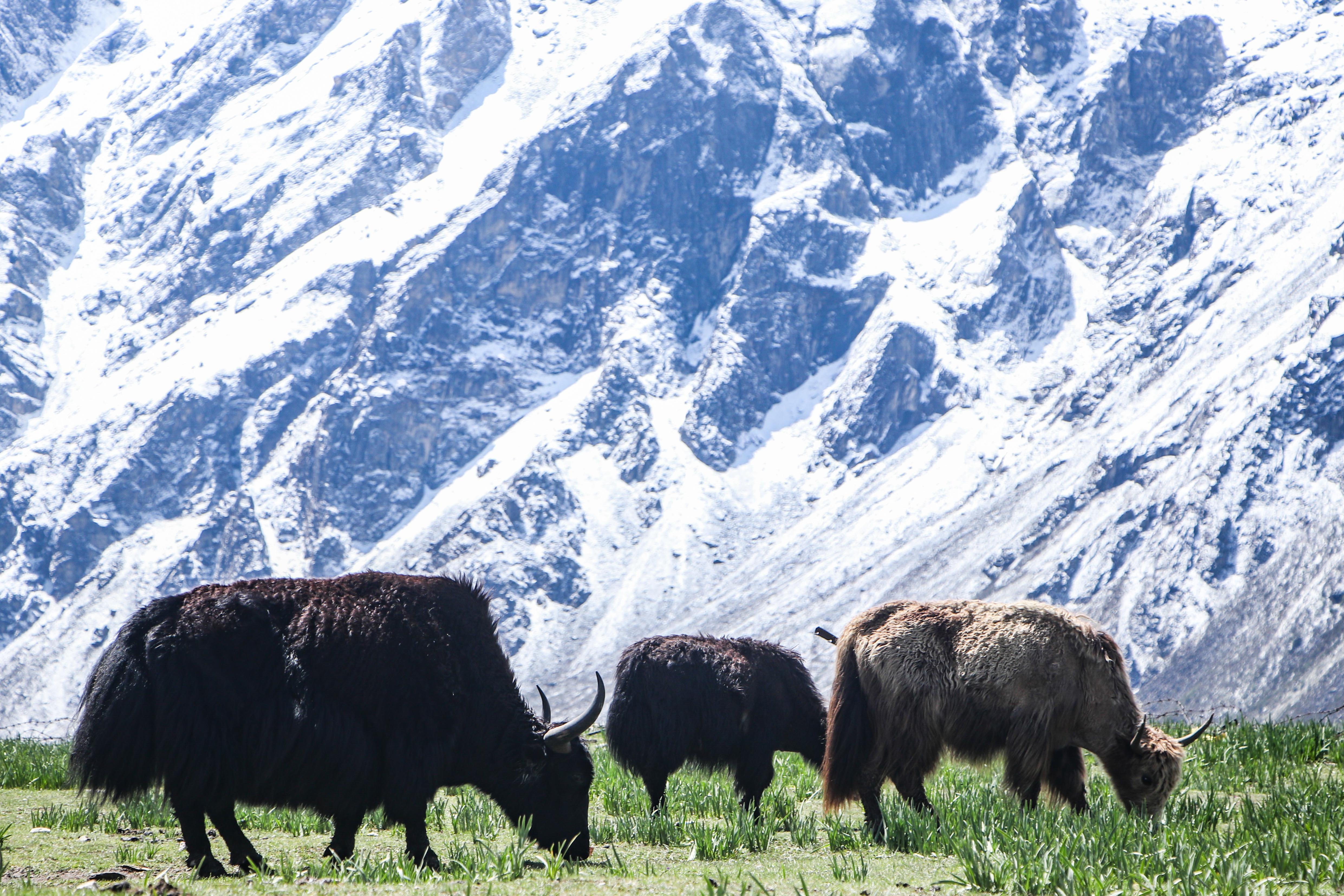 Yak-Cheese-Langtang_-1834-1781322720.jpg