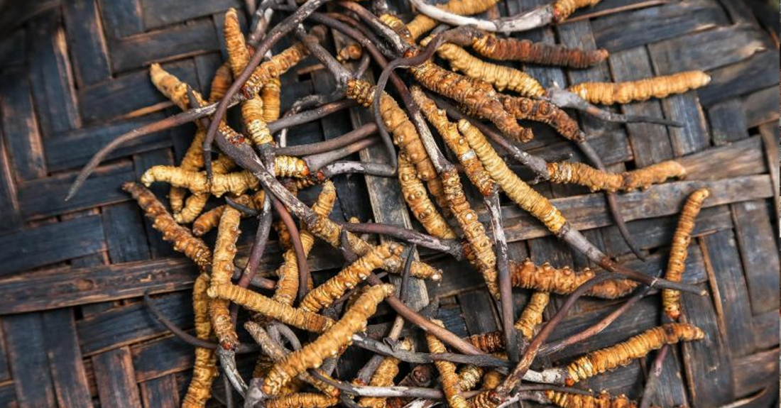 यार्सागुम्बा सङ्कलनका लागि शिक्षक–विद्यार्थी हिमालतिर, विद्यालय बन्द
