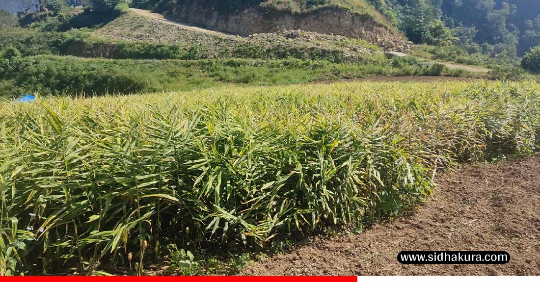 मूल्य नपाउने पीरले दाङका किसानले खनेकै छैनन् अदुवा