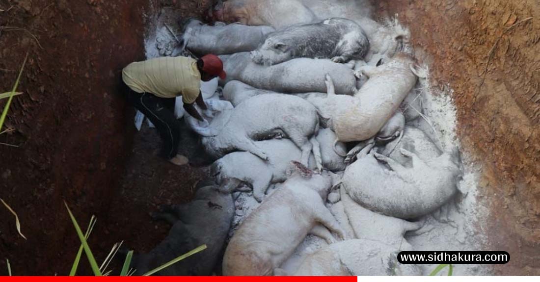 ‘अफ्रिकन स्वाइन फिभर’का कारण एकसय बीस बङ्गुर मरे