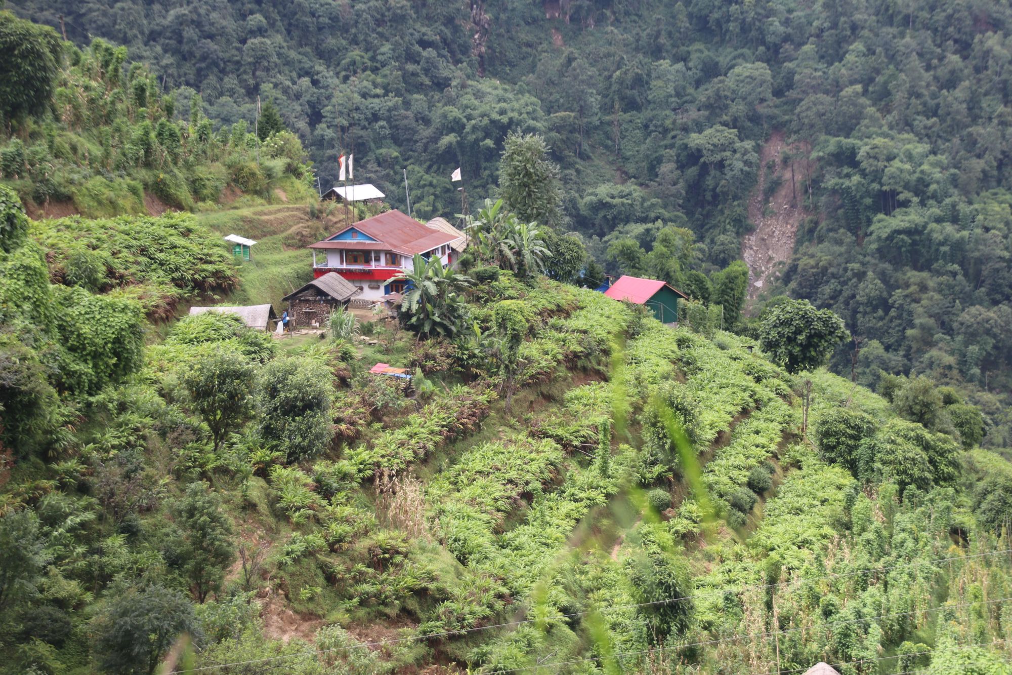 ‘हामीलाई पाल्ने र बचाउने नै अलैँची हो’
