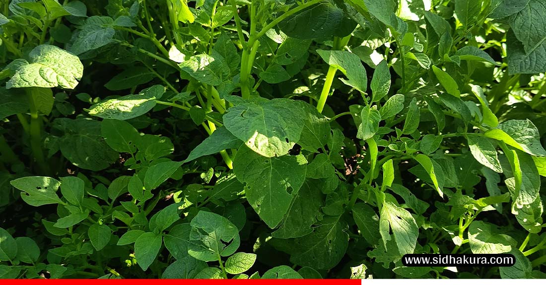 वर्षाका कारण आलु उत्पादन वृद्धि हुने आशामा रसुवाका किसान