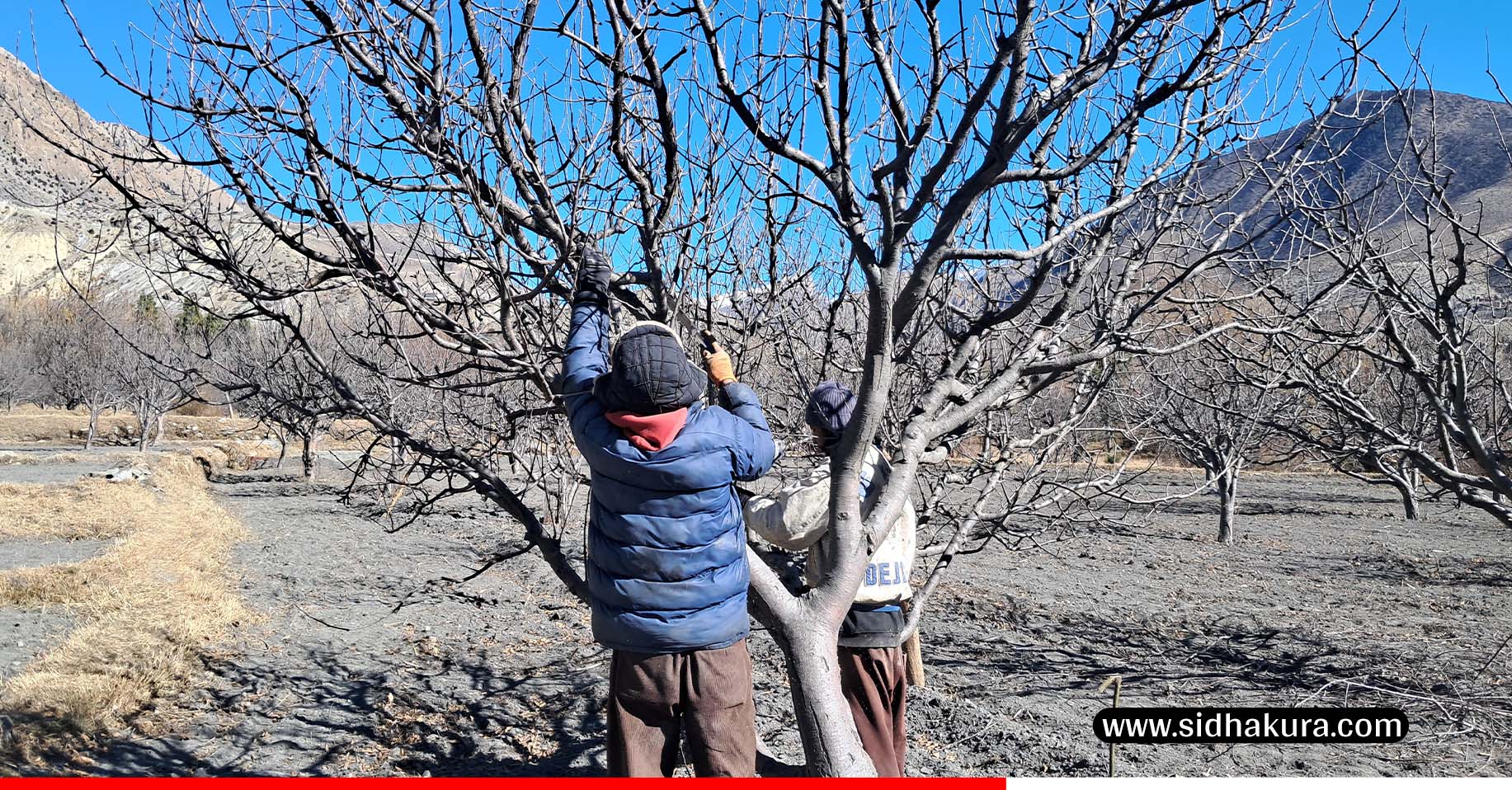 मुस्ताङका किसान स्याउ बगैँचा व्यवस्थापनमा व्यस्त
