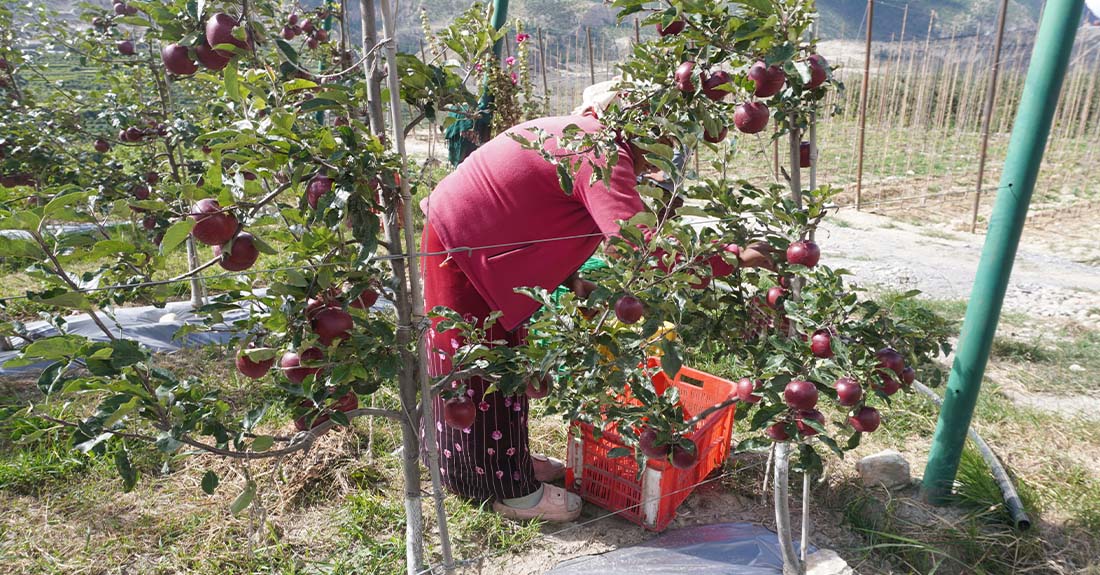 मुस्ताङमा स्याउको उत्पादन घट्यो, आम्दानी बढ्यो