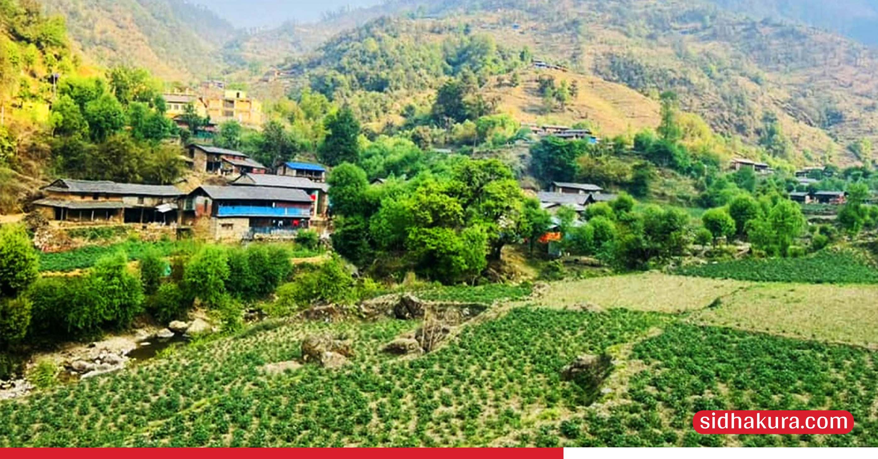 बागलुङमा एक अर्ब ९४ करोड ६० लाखको आलु उत्पादन