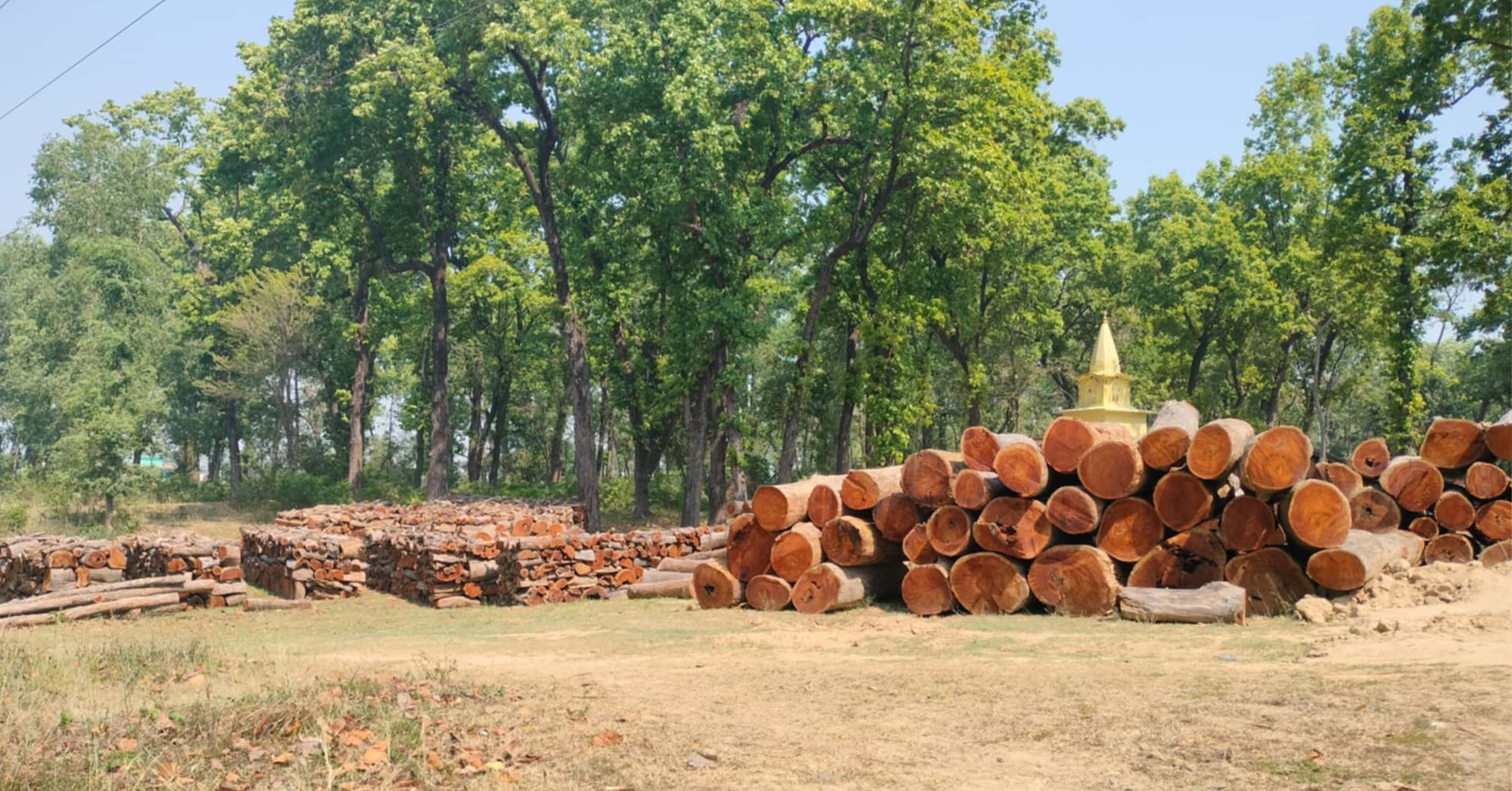 नीति अभावले करोडौँको काठ वनमै कुहिँदै