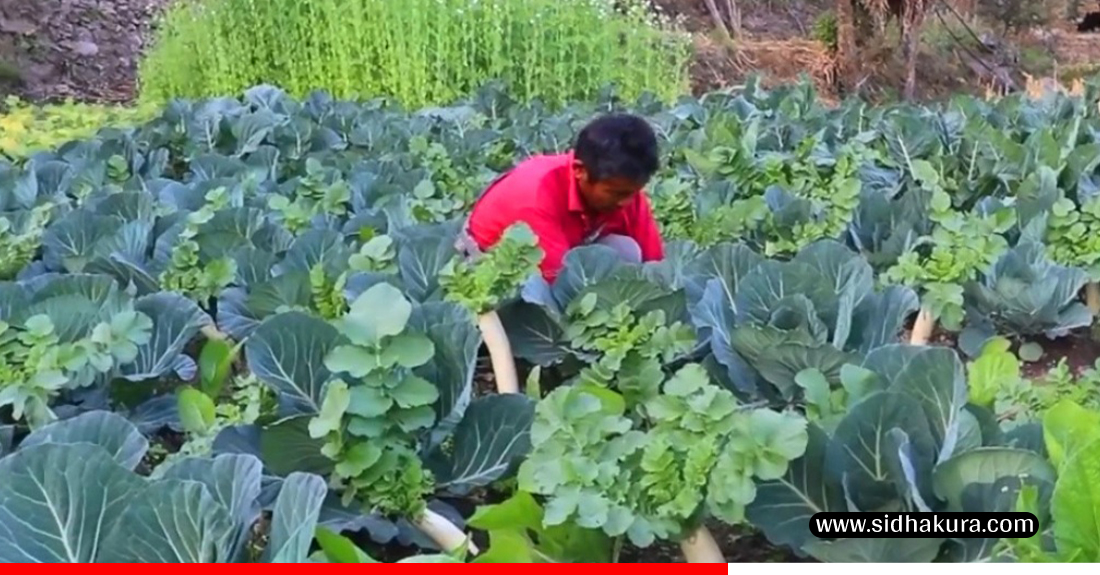 विदेशमा दुःख गर्नुभन्दा गाउँमै तरकारी फलाउँदा सुख