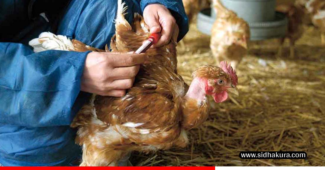 झापामा ‘बर्ड फ्लु’ देखा परेपछि पंक्षीजन्य वस्तु ओसार–पसारमा रोक