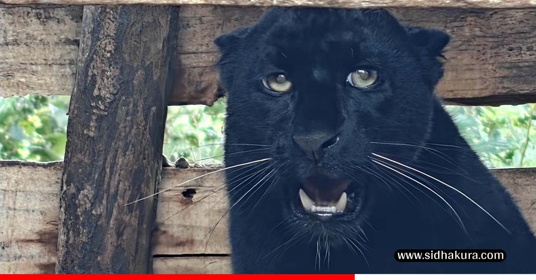 सदर चिडियाखानामा कालो रङको चितुवा हेर्न पाइने