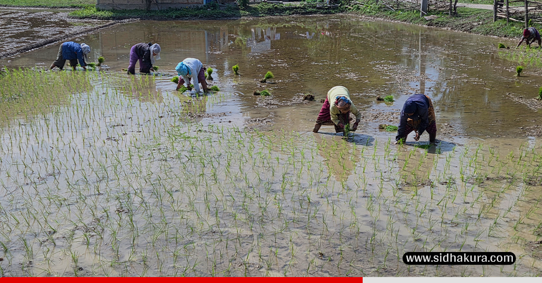 चैते धान रोपाइँमा व्यस्त सुनसरीका किसान