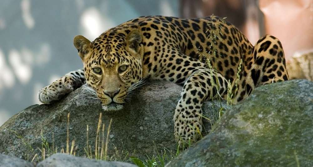 चितुवाको आक्रमणबाट बालकको मृत्यु