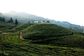 पूर्वीनाकाबाट  १ अर्ब ३७ करोडको चिया निर्यात