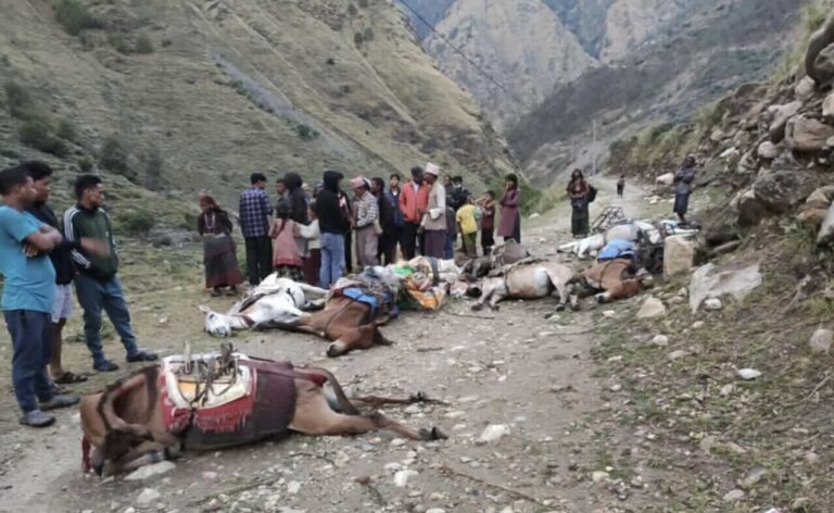 करेन्ट लागेर मुगुमा दश खच्चर मरे