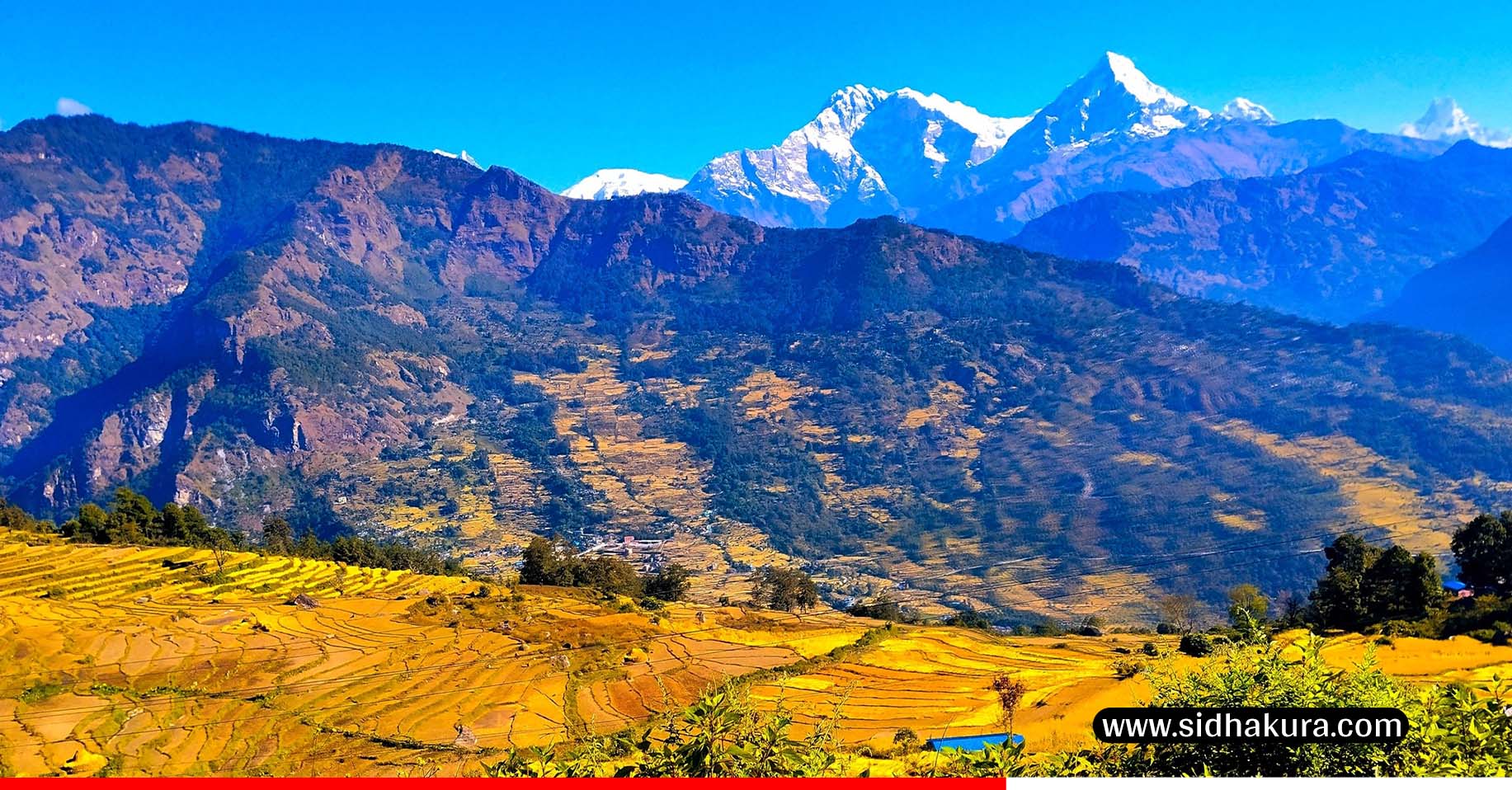 उन्नत जातका धानखेतीतर्फ किसान आकर्षित