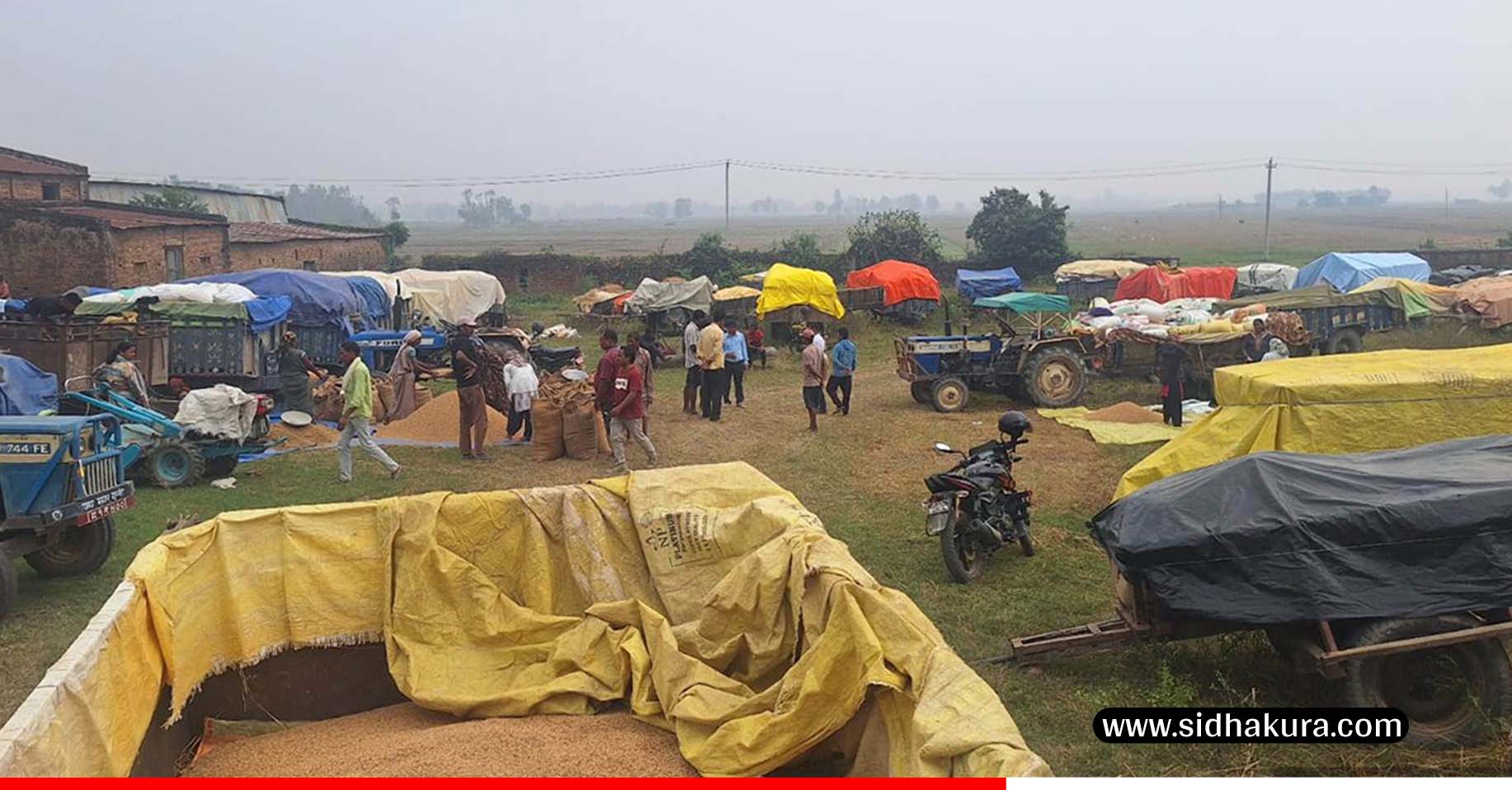 सुदूरपश्चिममा धान उत्पादनः क्षेत्रफल घट्यो, उत्पादकत्व वृद्धि