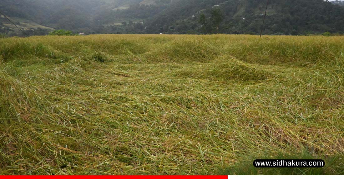 बेमौसमी वर्षाले ढलायो भित्राउने बेलाको धान(तस्बिरहरु)