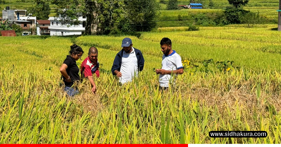 धानबालीमा फड्के कीराको सङ्क्रमण