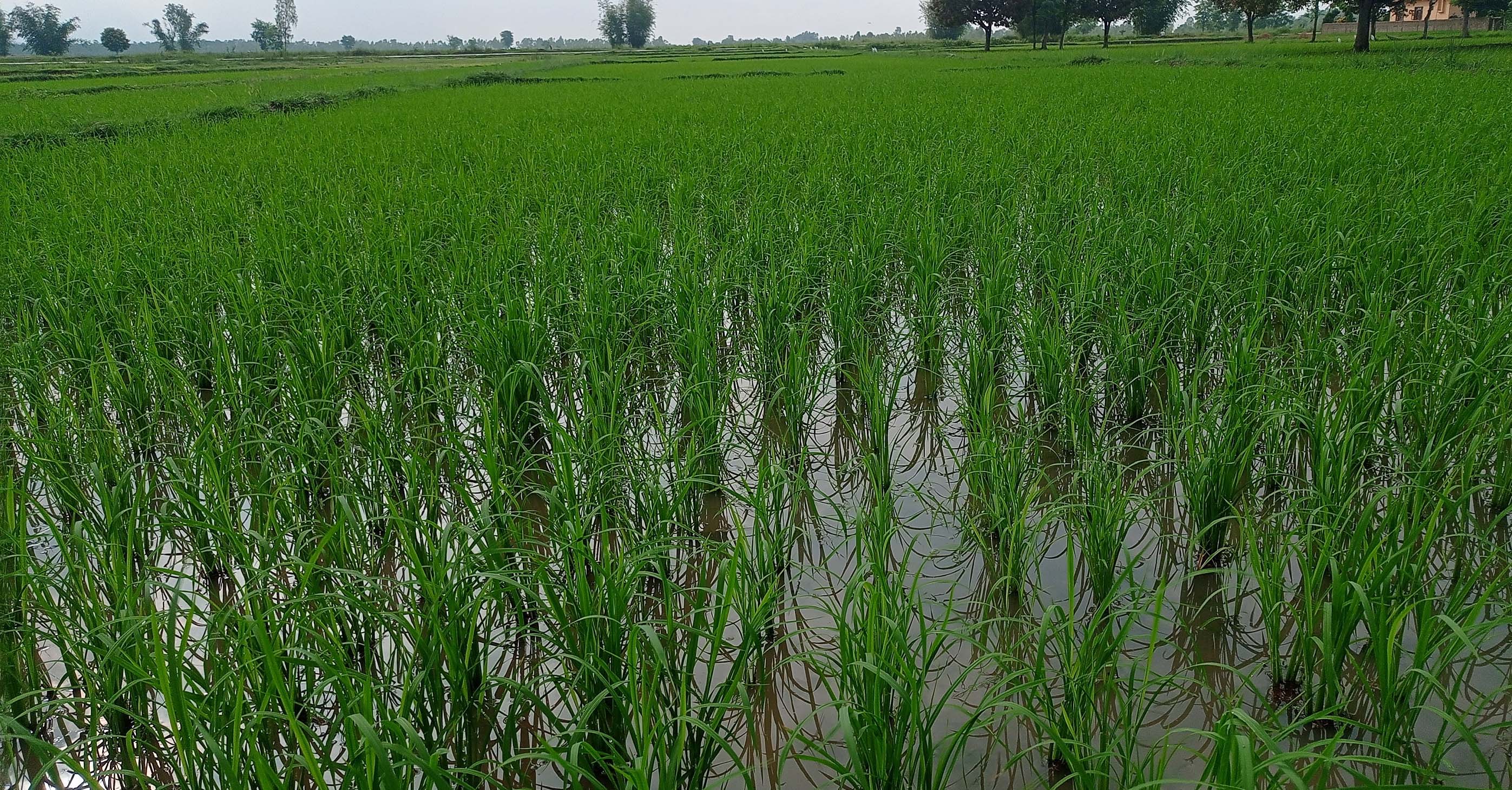 साउन सकिँदा महोत्तरीमा करिब ७५ प्रतिशत रोपाइँ