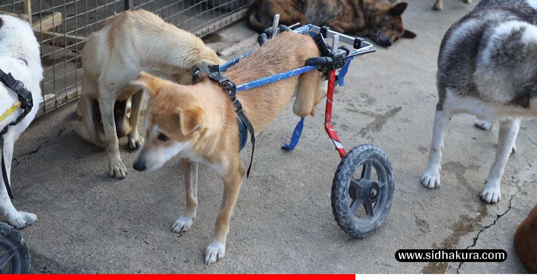 dog-1760944493.jpg