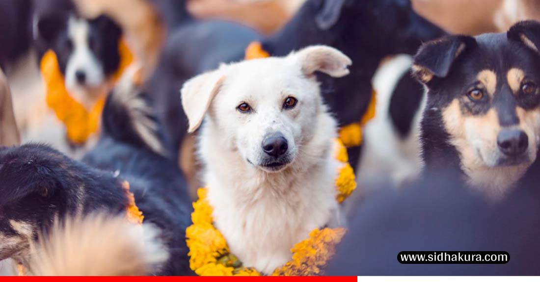 dog11-1760944497.jpg