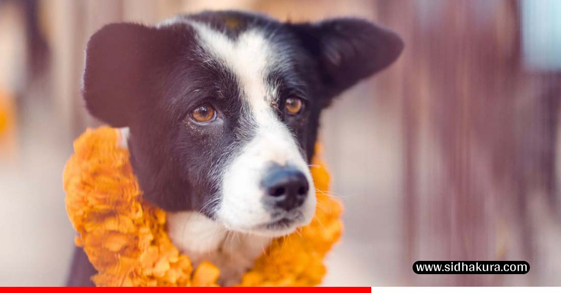 dog13-1760944691.jpg