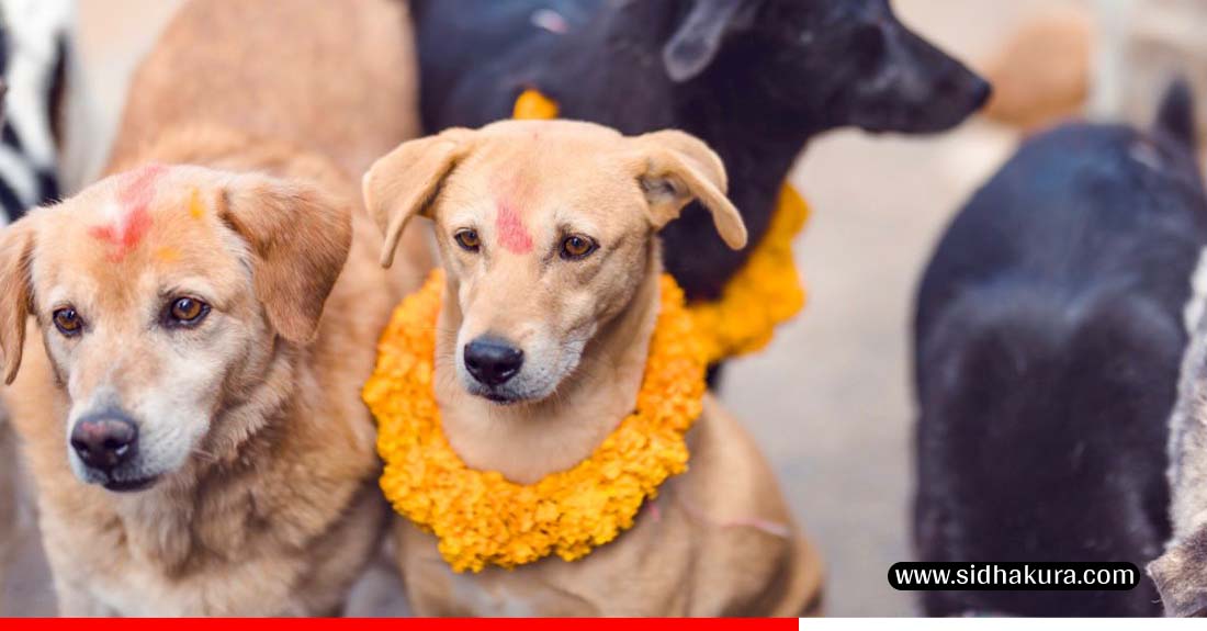 dog14-1760944691.jpg