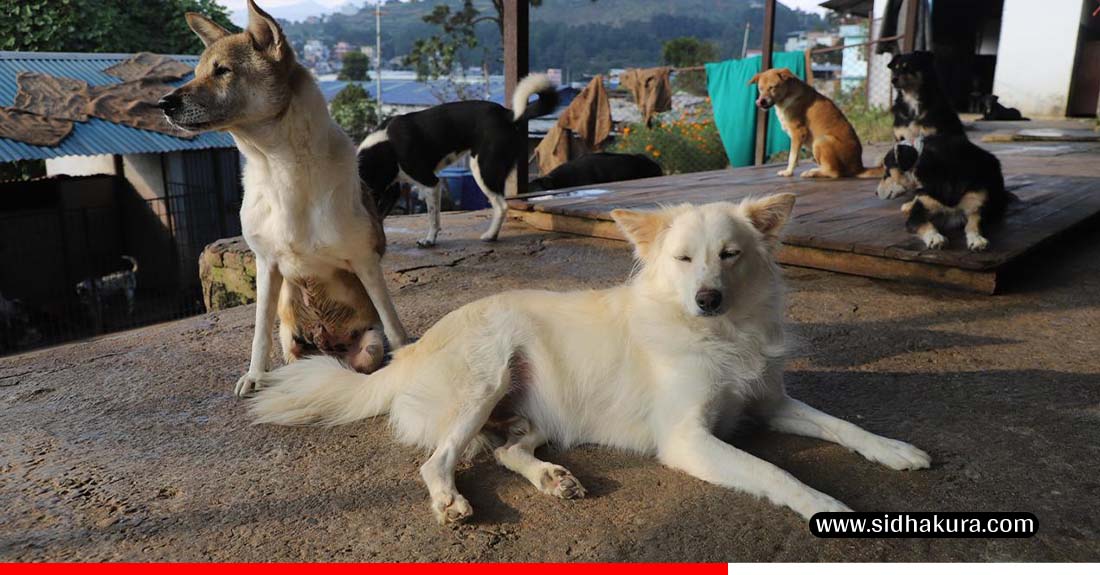 dog6-1760944689.jpg